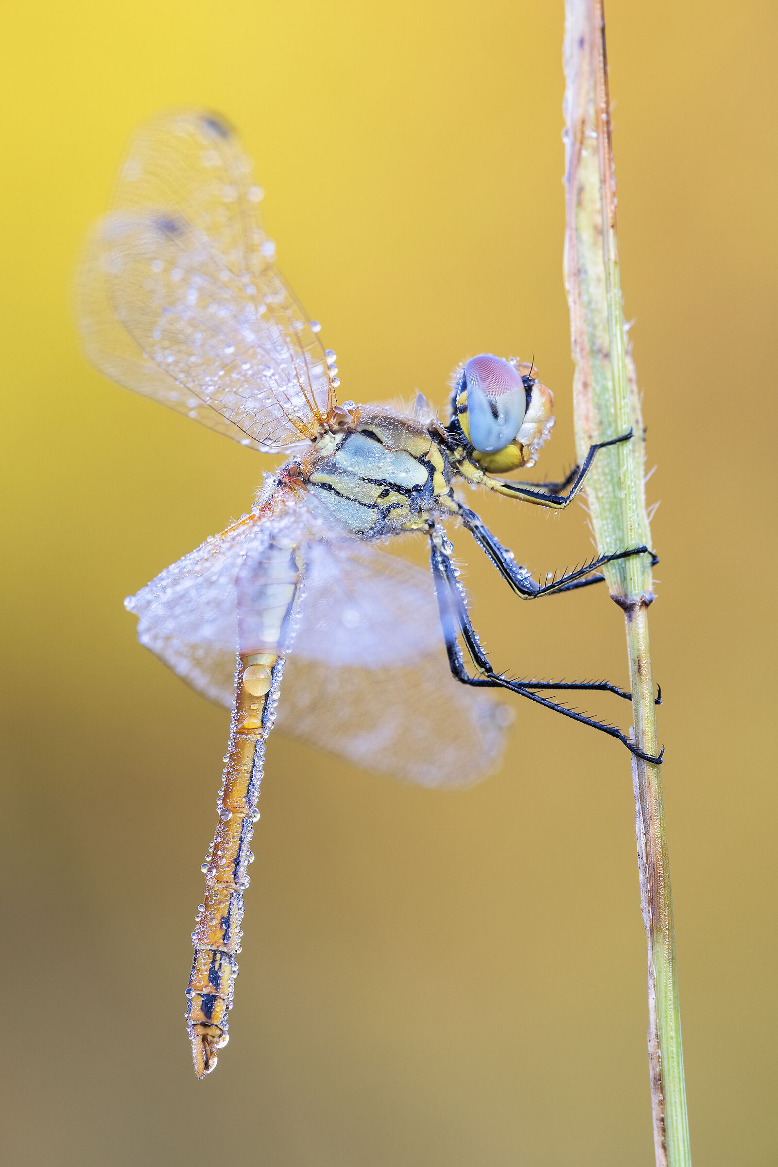 Sympetrum fonscolombii