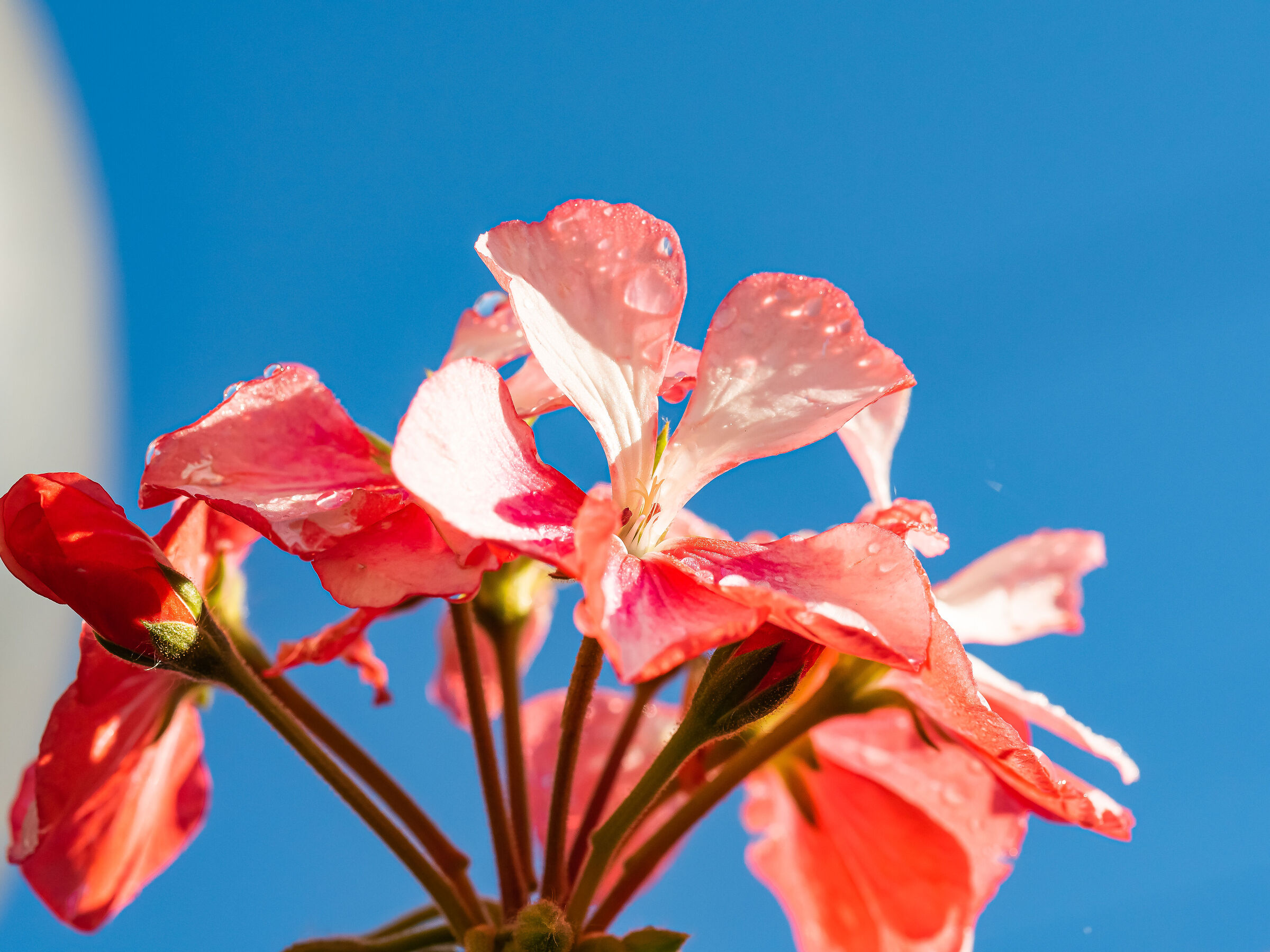 A geranium and its pistils.