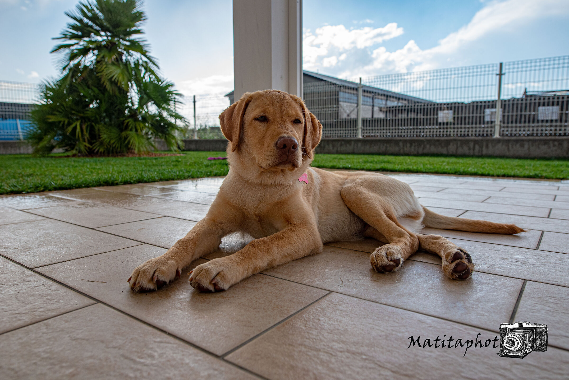 Giotto posing