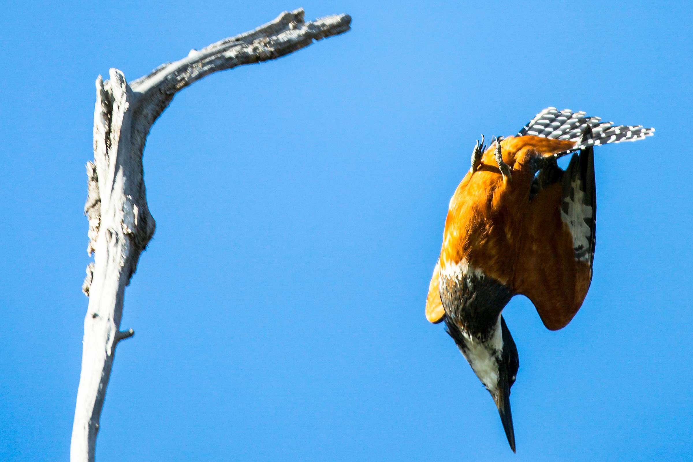 Hushuaia, national park, Martin dive