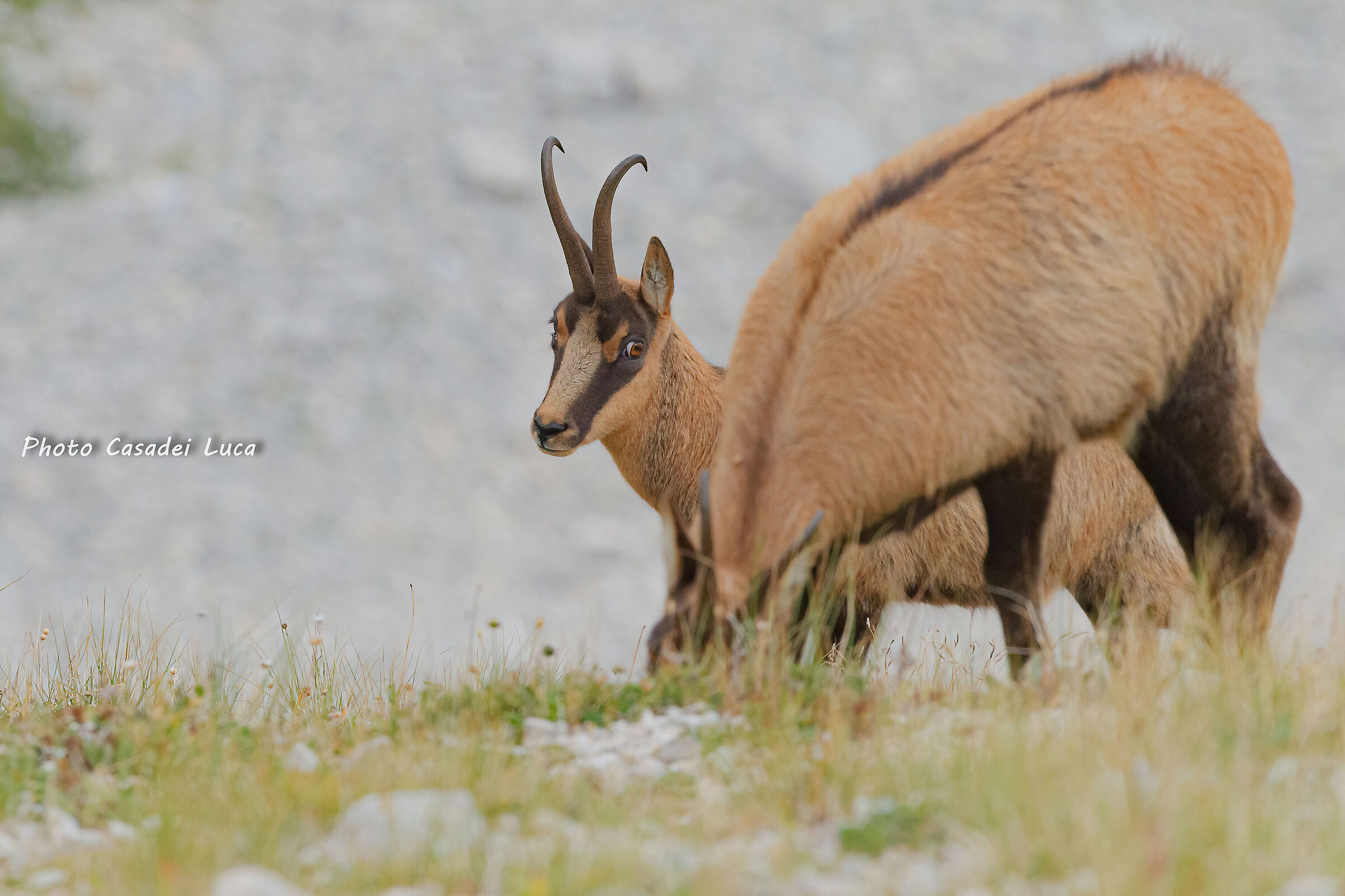 The first Chamois is never forgotten