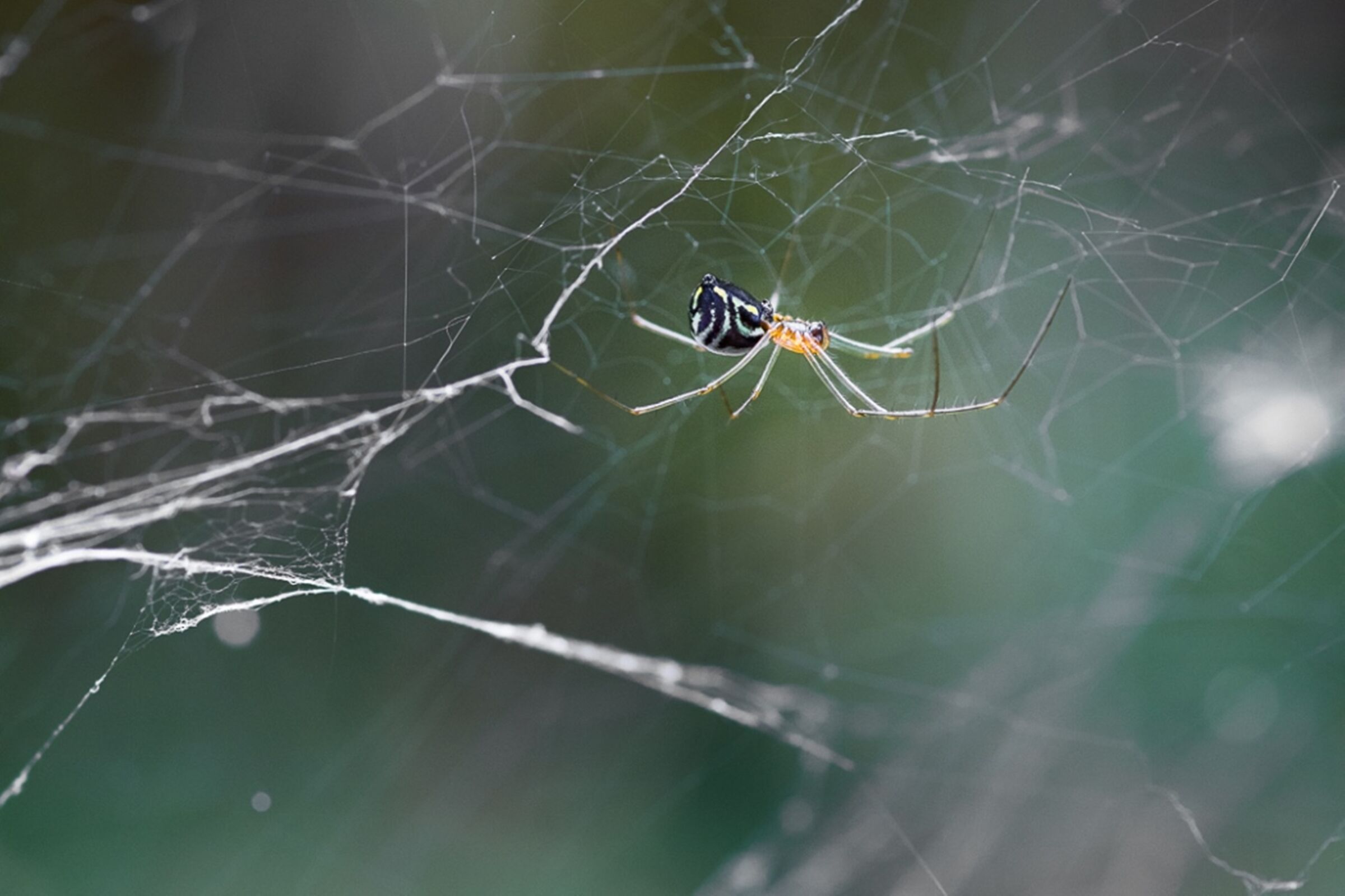 Spider