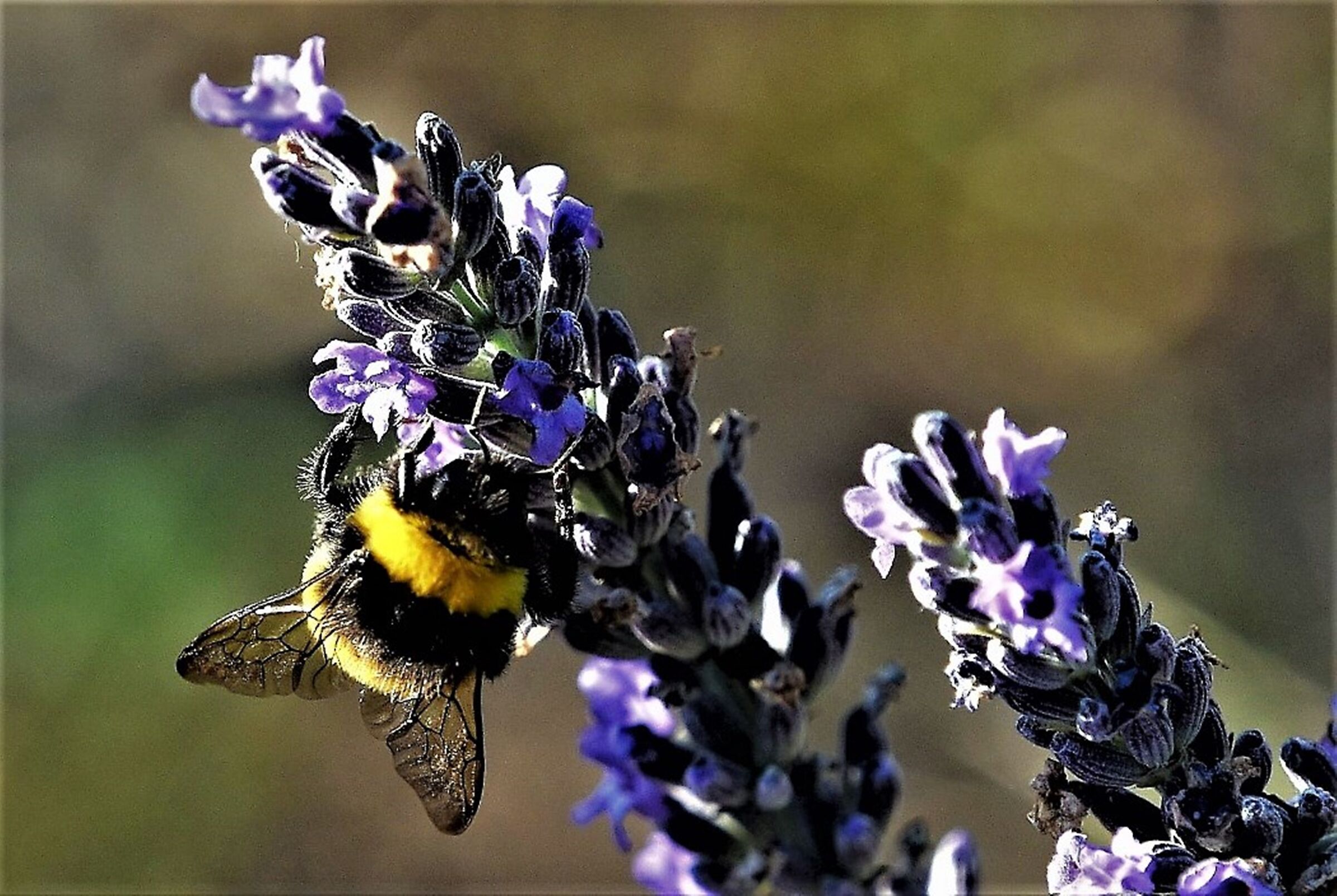 Vespa on Lavender Flower
