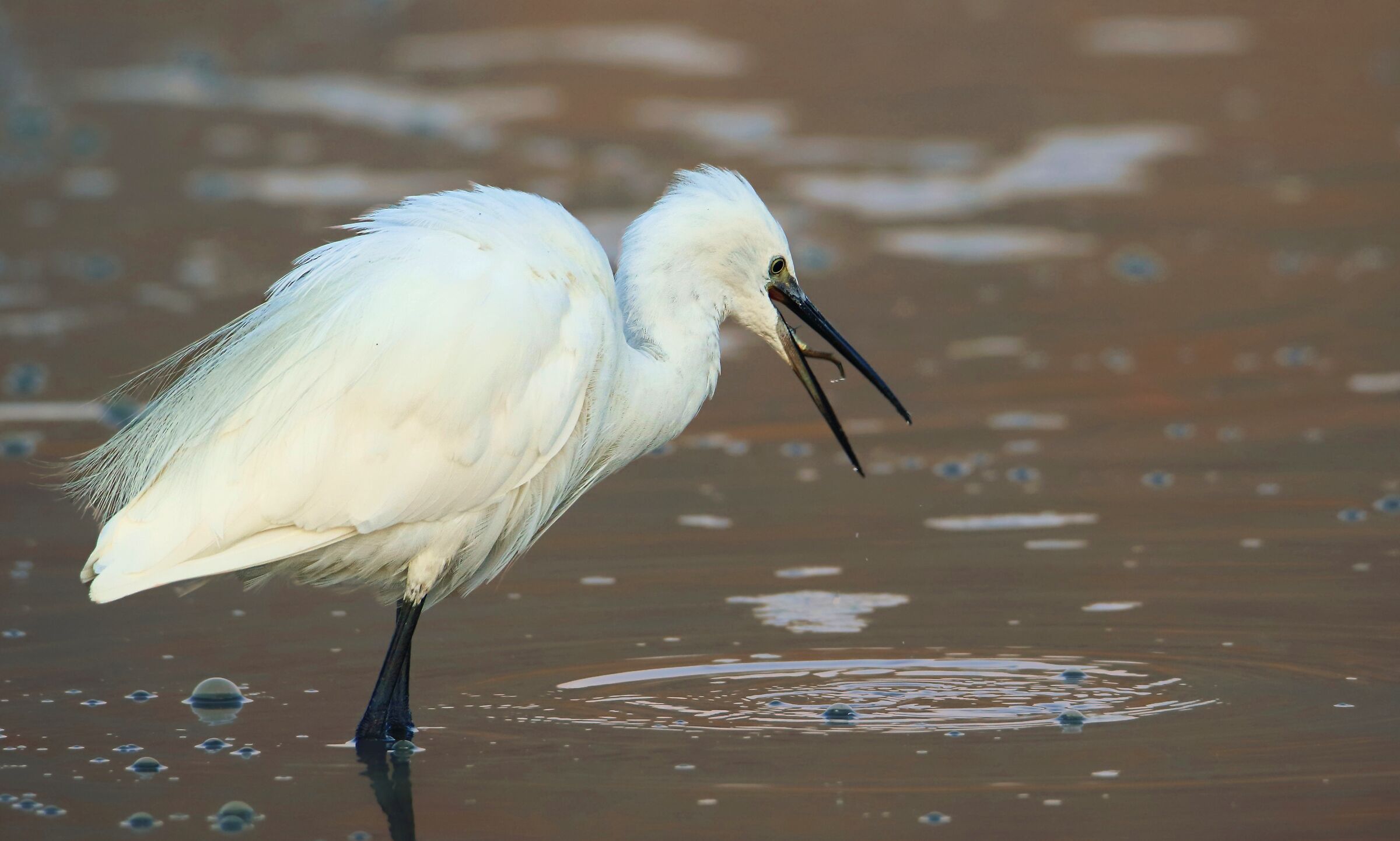 Egretta garzetta cattura all'alba