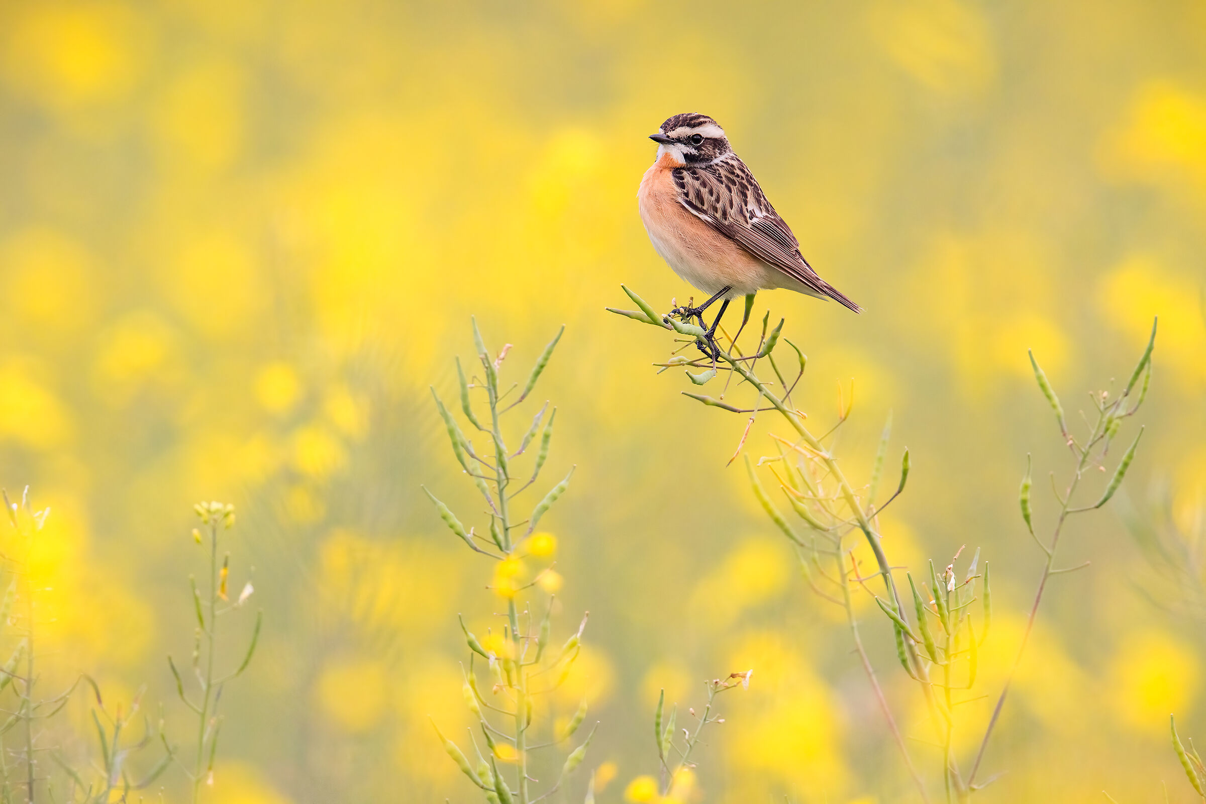 Whinchat