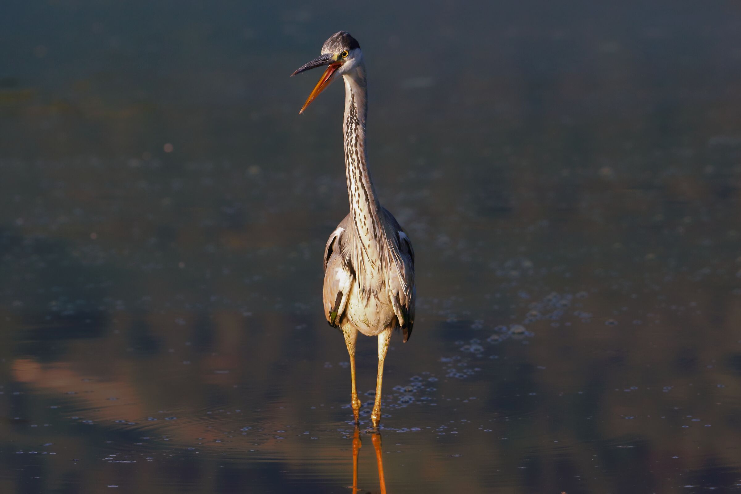 The Golden Hour, carpe diem