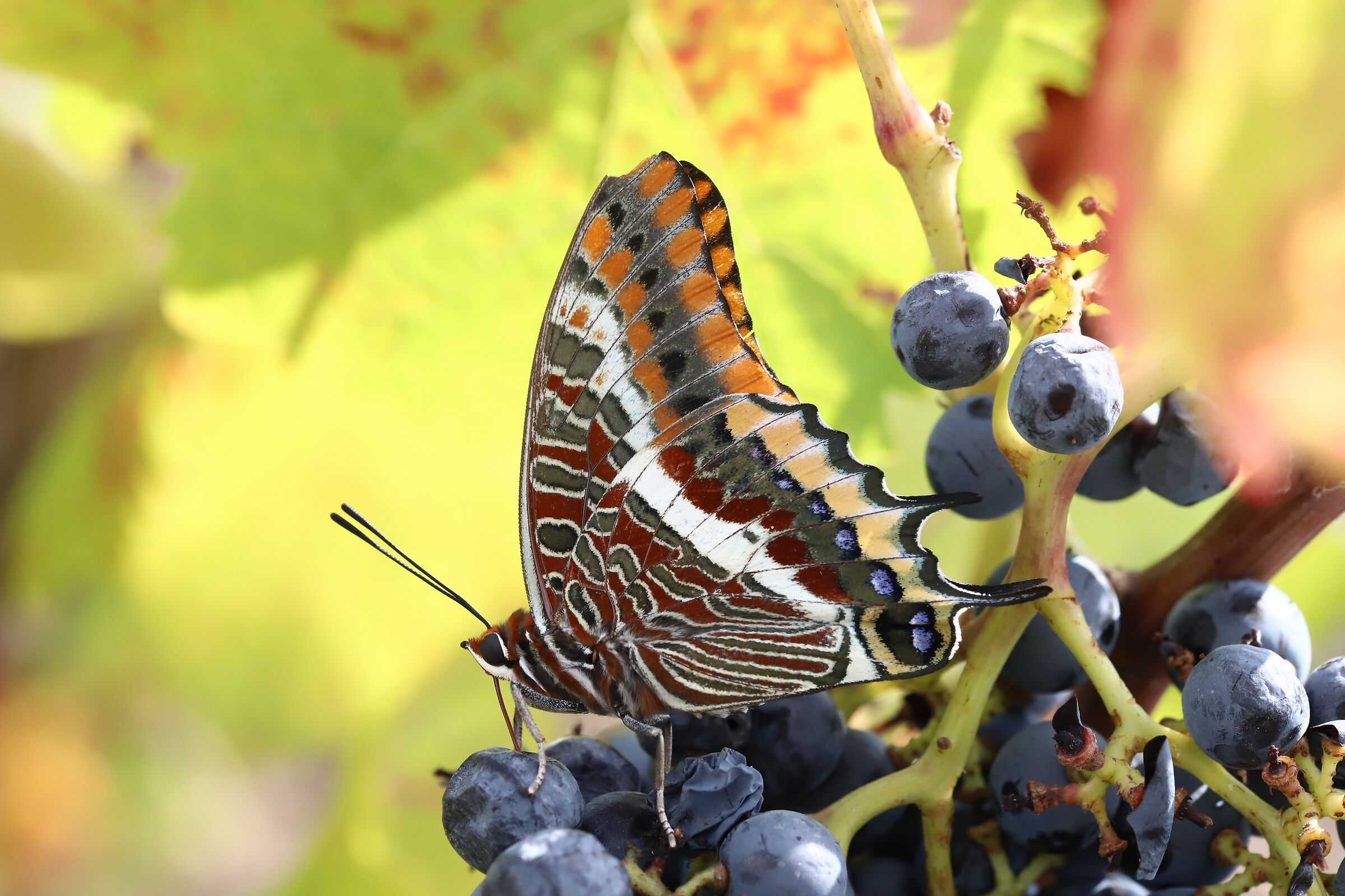 Che buono il succo d'uva