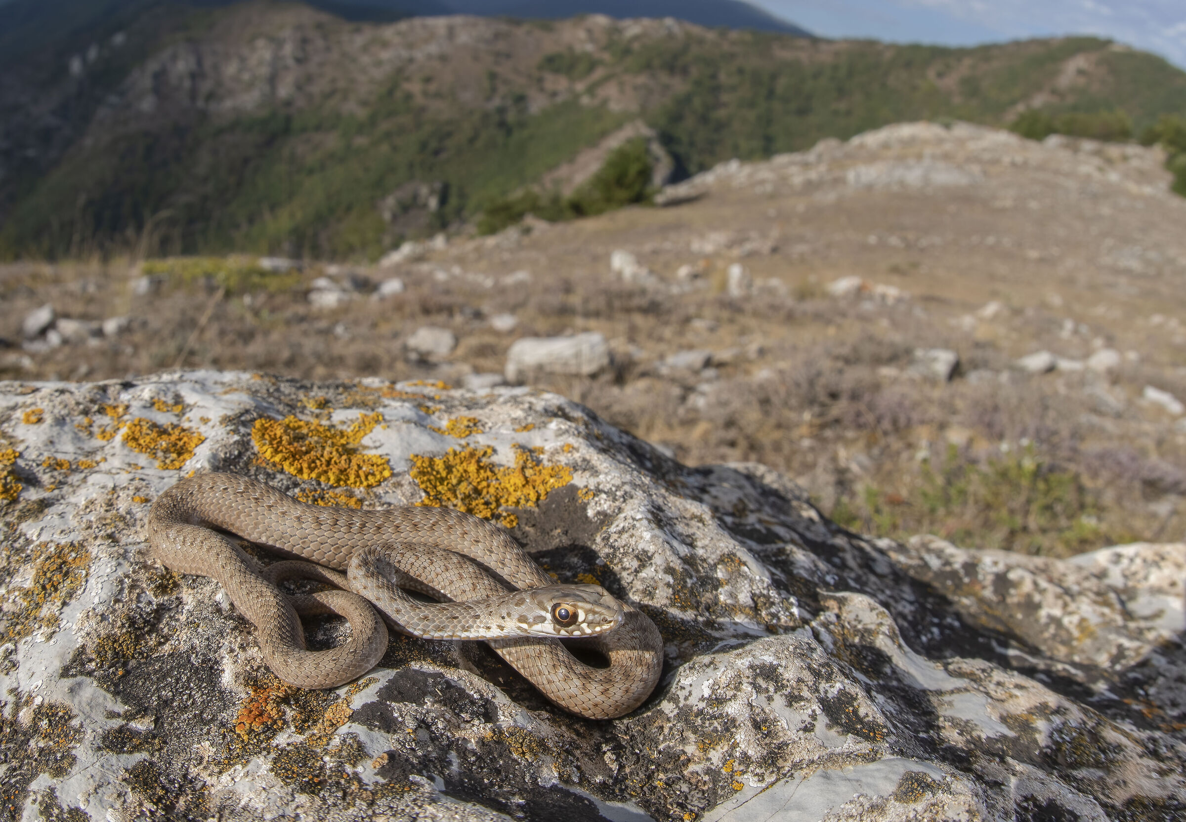Giovane Colubro lacertino nel suo habitat