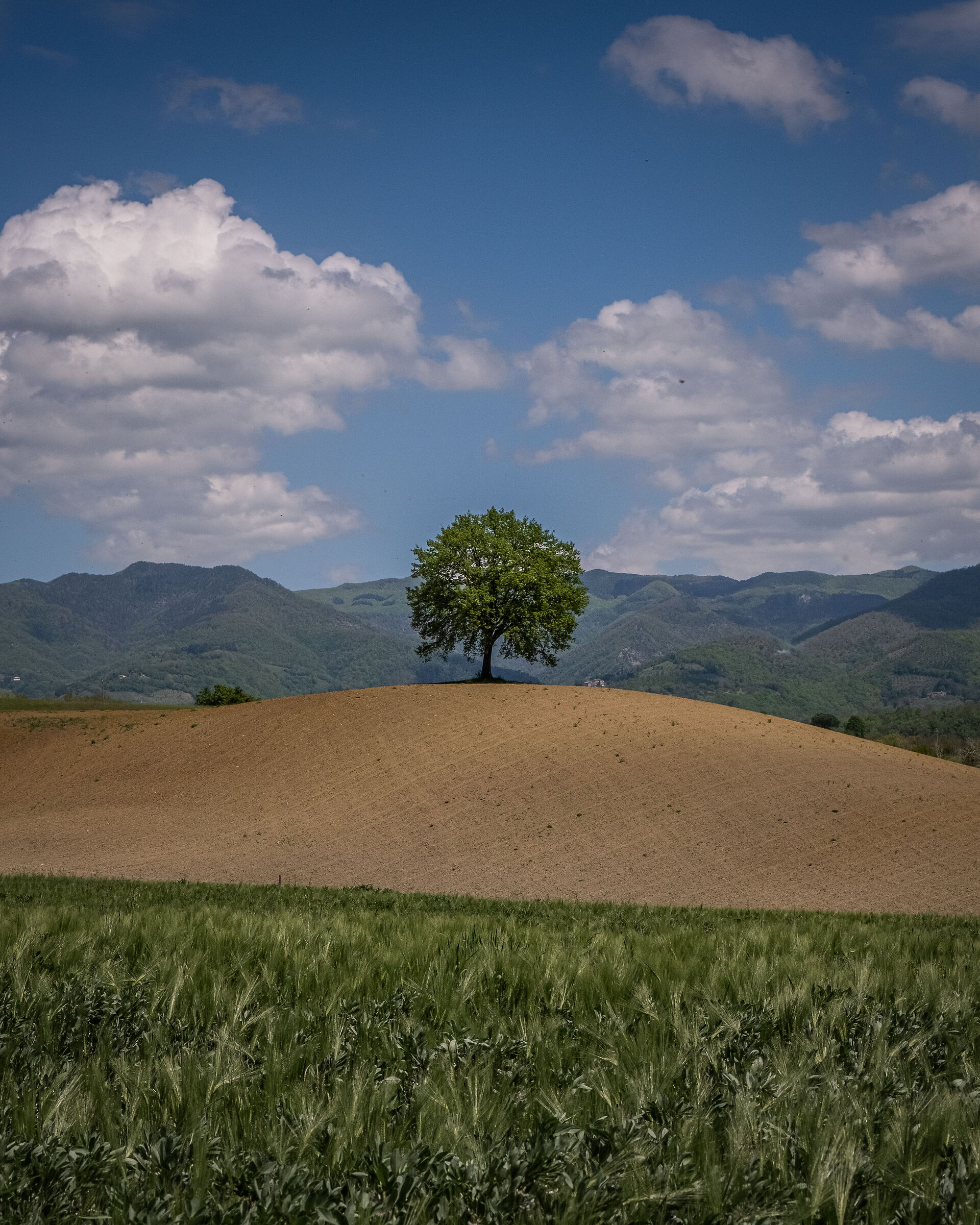 The solitary tree of Mugello
