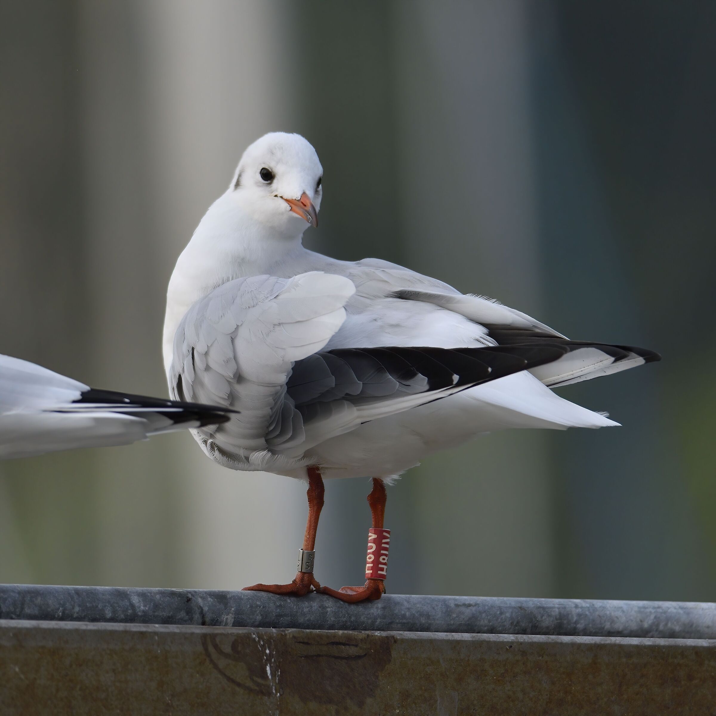 Doppio braccialetto ...