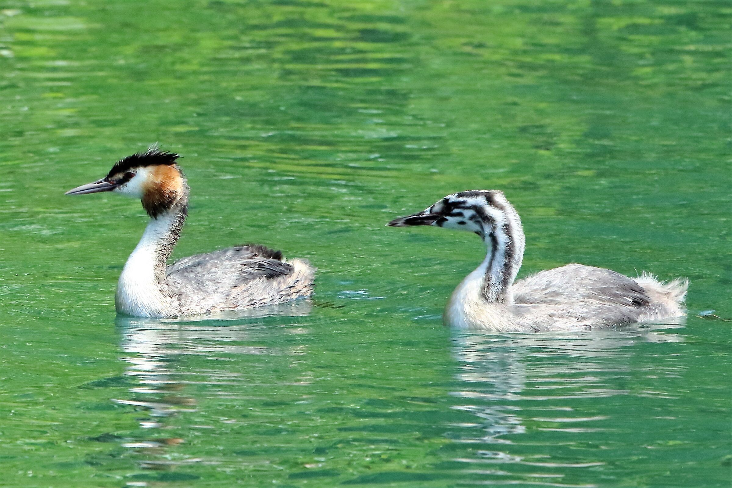 grebes