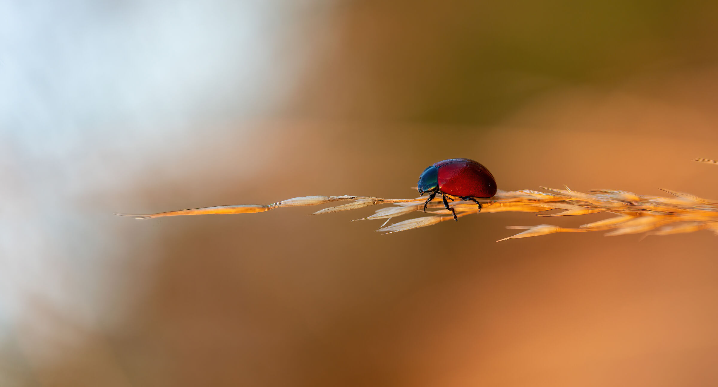 chrysolina lutea