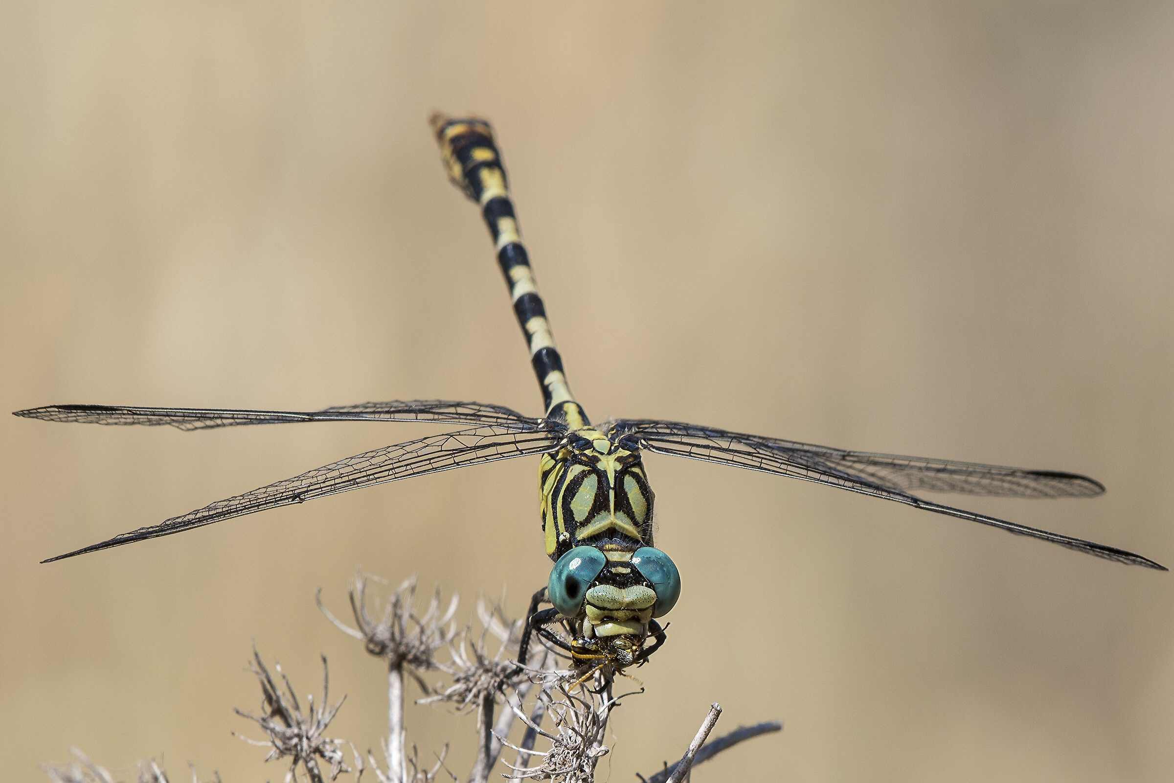 Gonfo forcipato (Onychogomphus forcipatus)