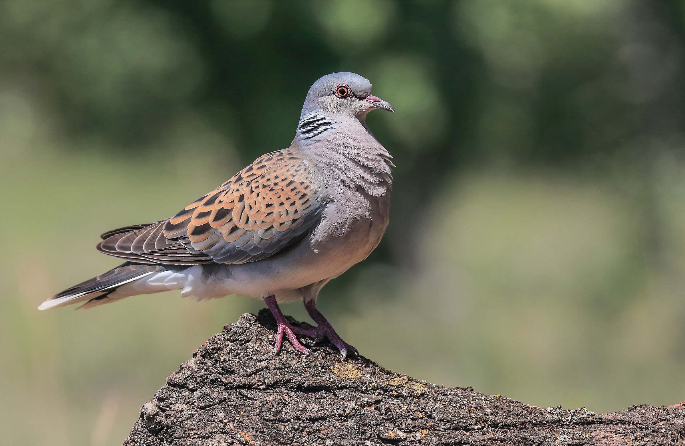 Wild dove grey (Strptopelia turtur)