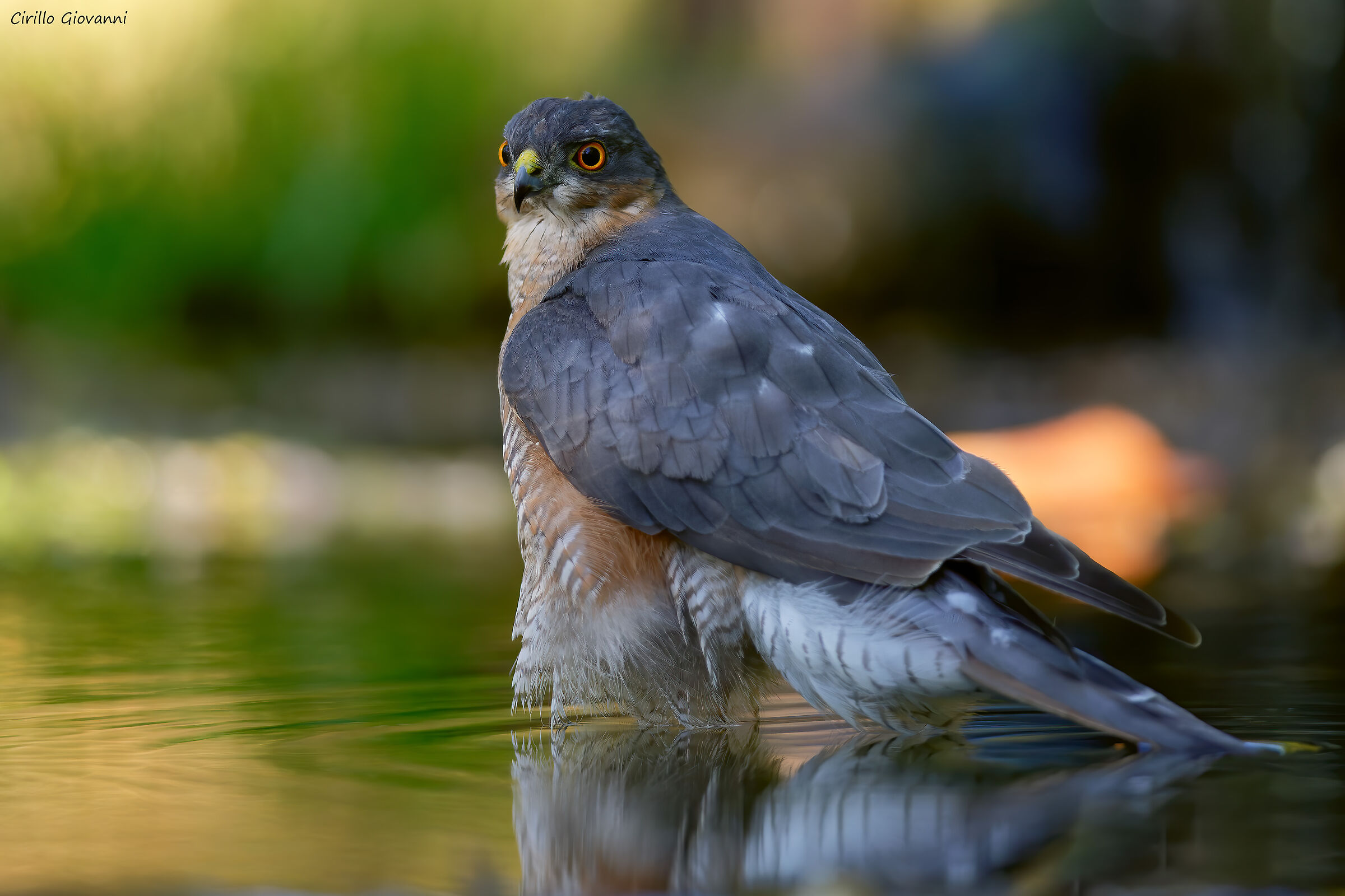 SPARROWHAWK