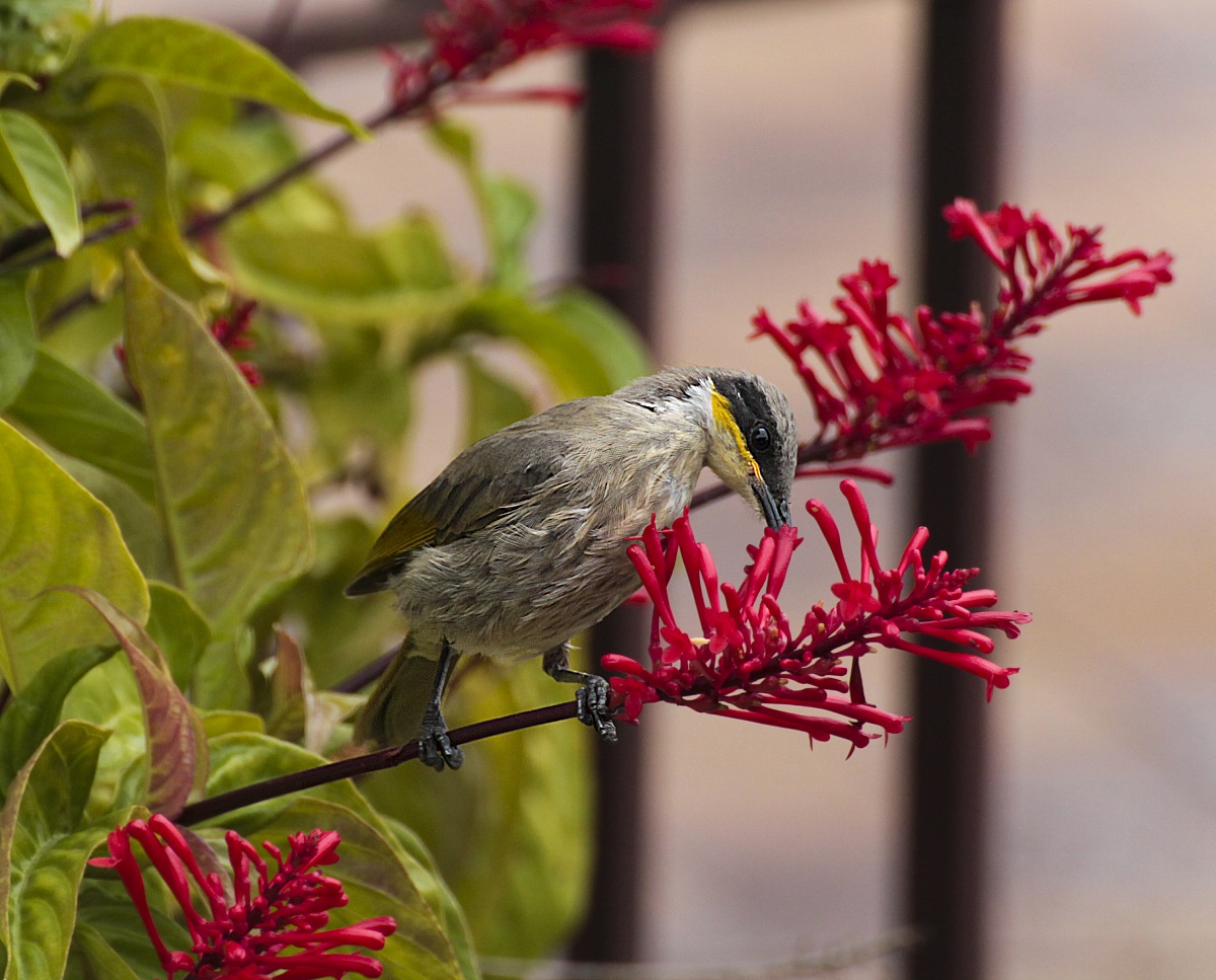 Yellow-throated Miner  Minatore golagialla