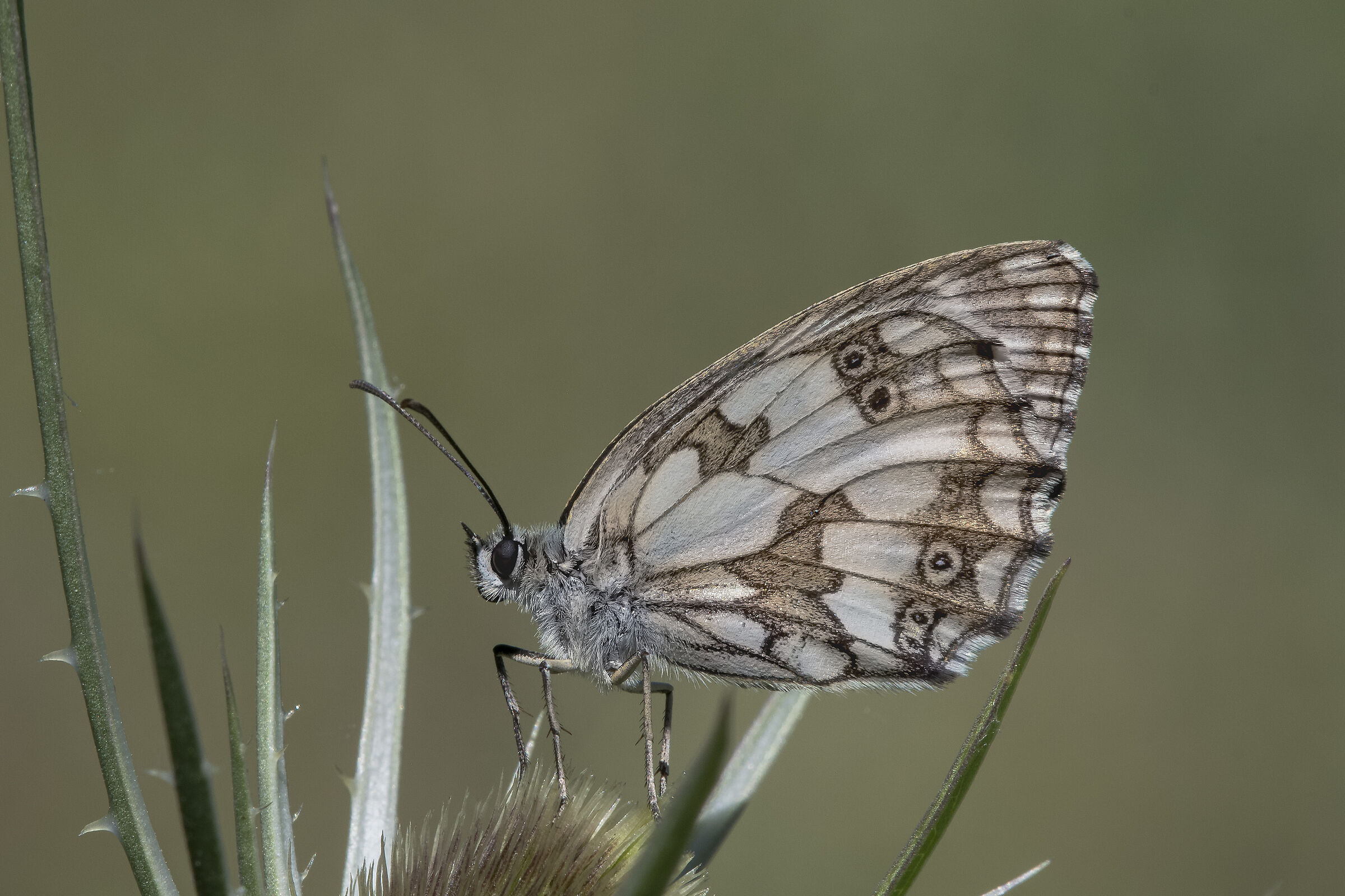 Melanargia galathea