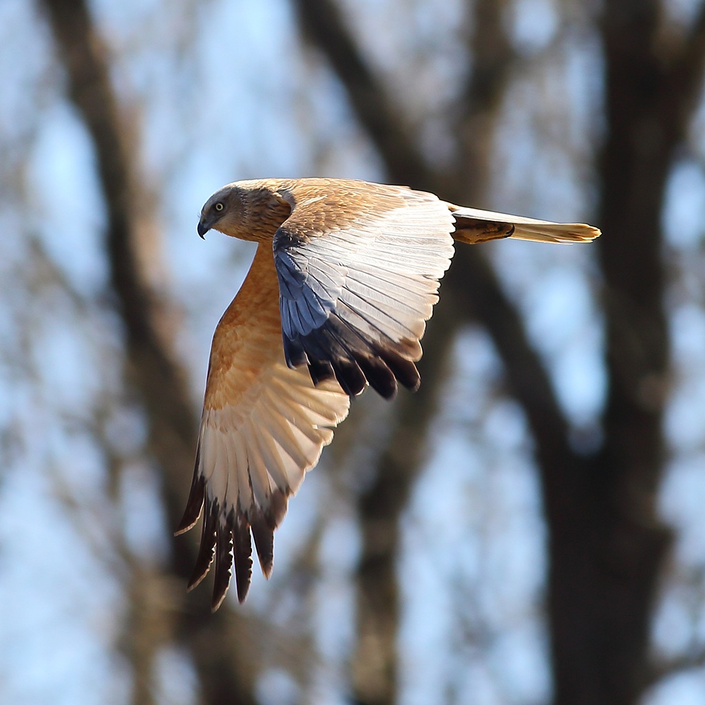 Marsh Harrier