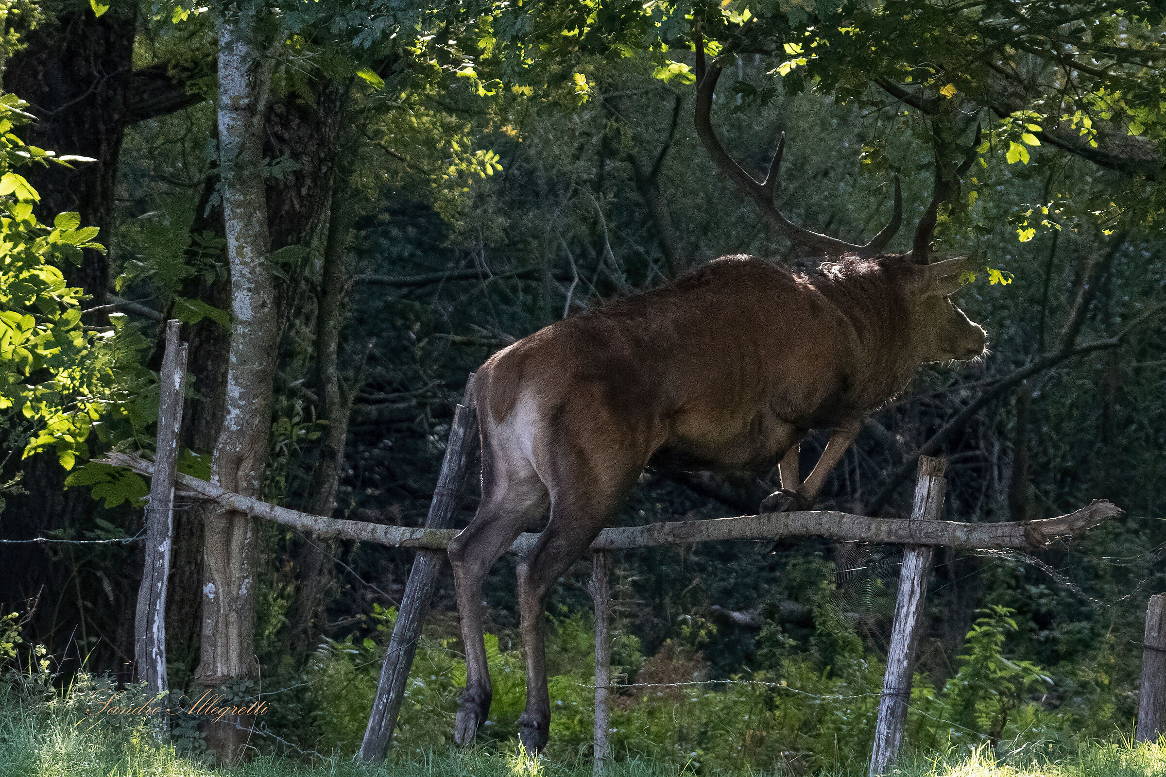 Il cervo nobile (Cervus elaphus)