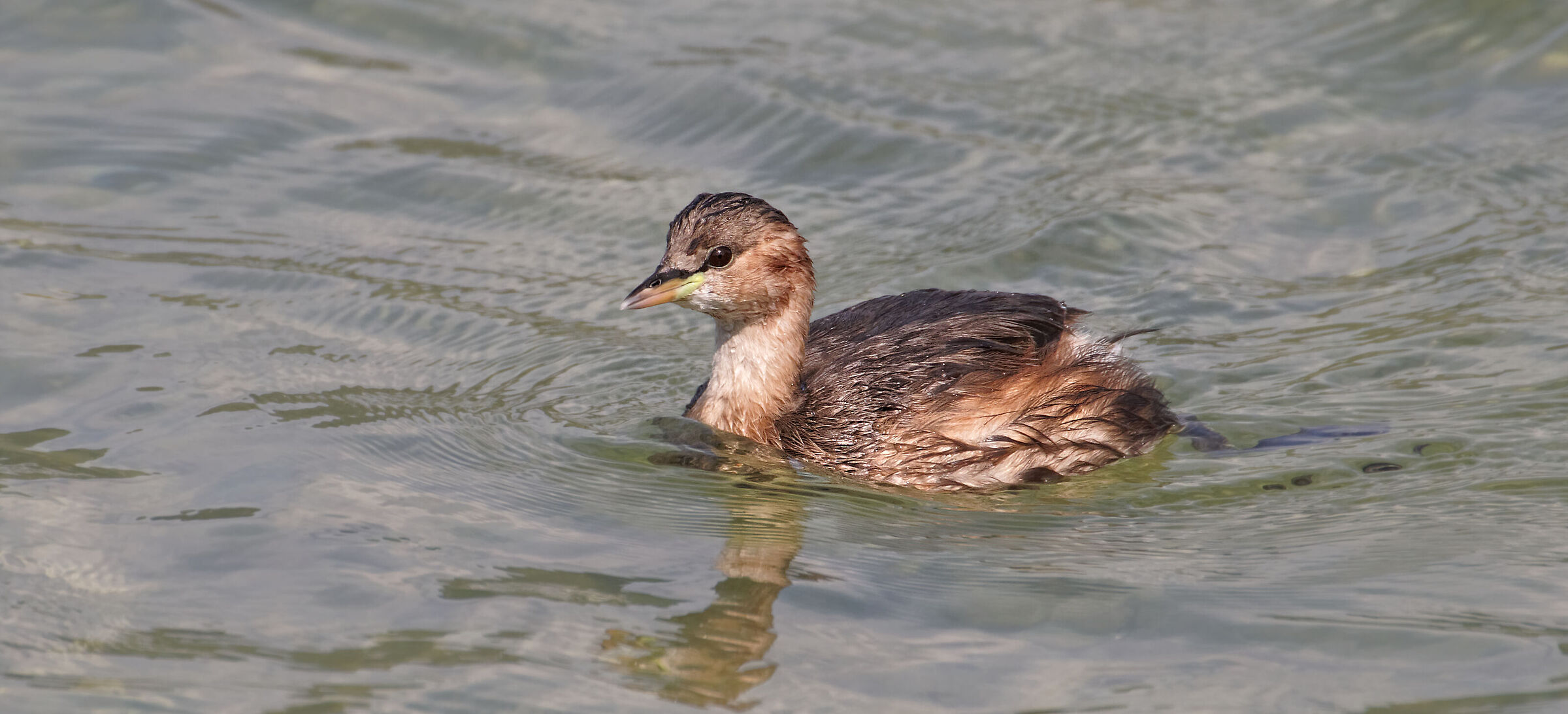 Dabchick