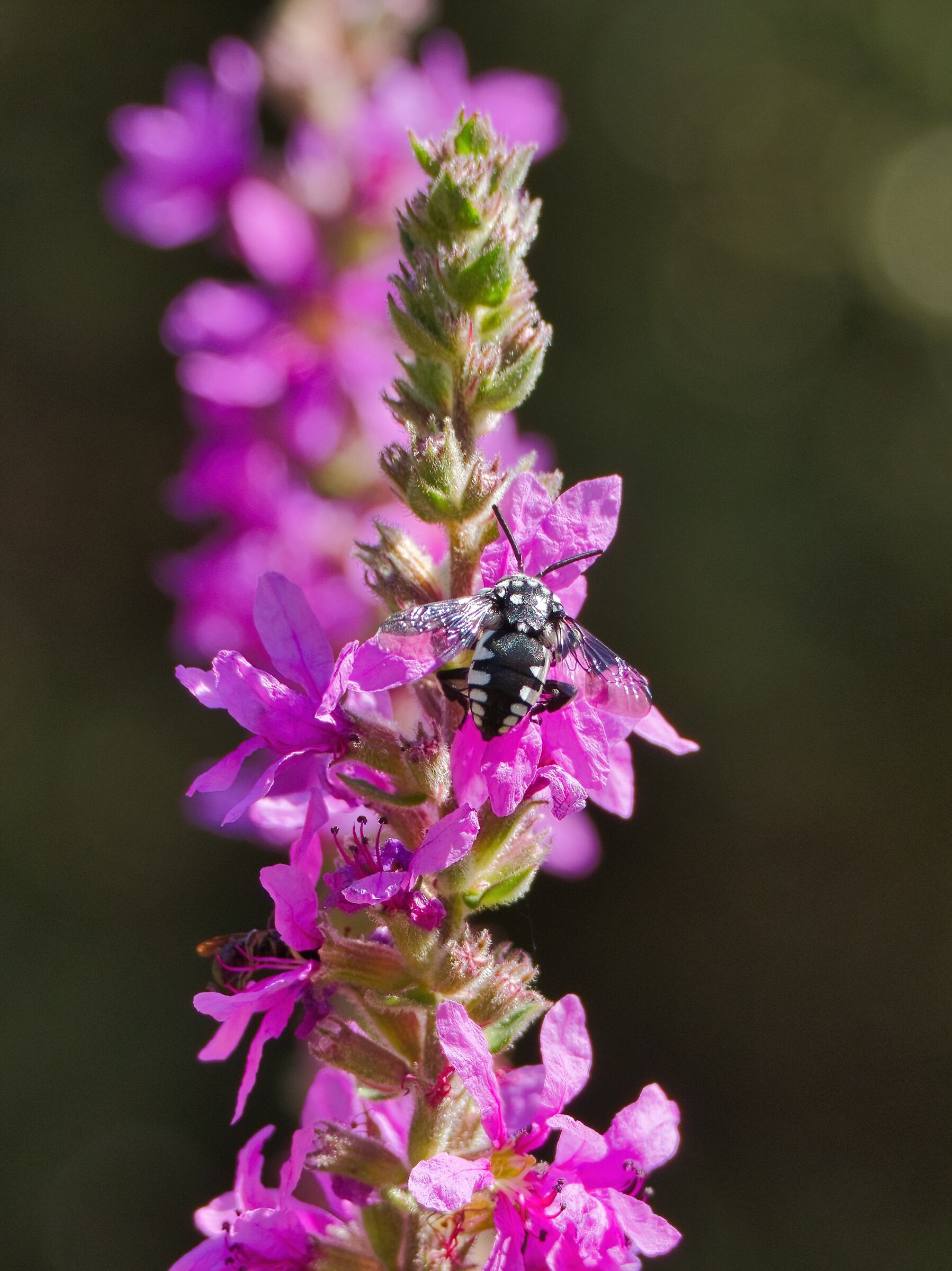 Non ho idea cosa sia