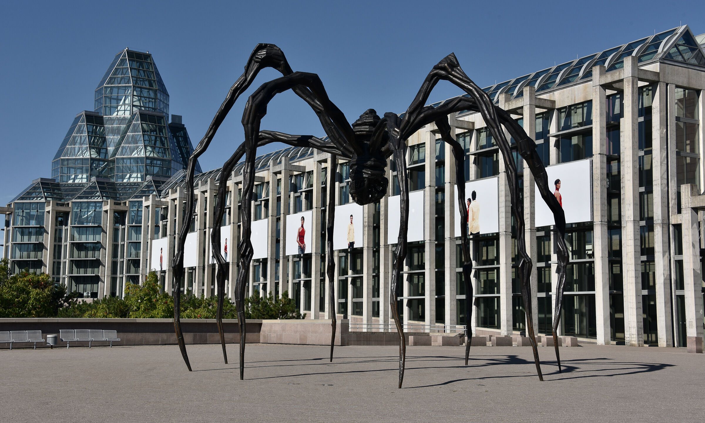 Status giant spider, Ottawa Ontario