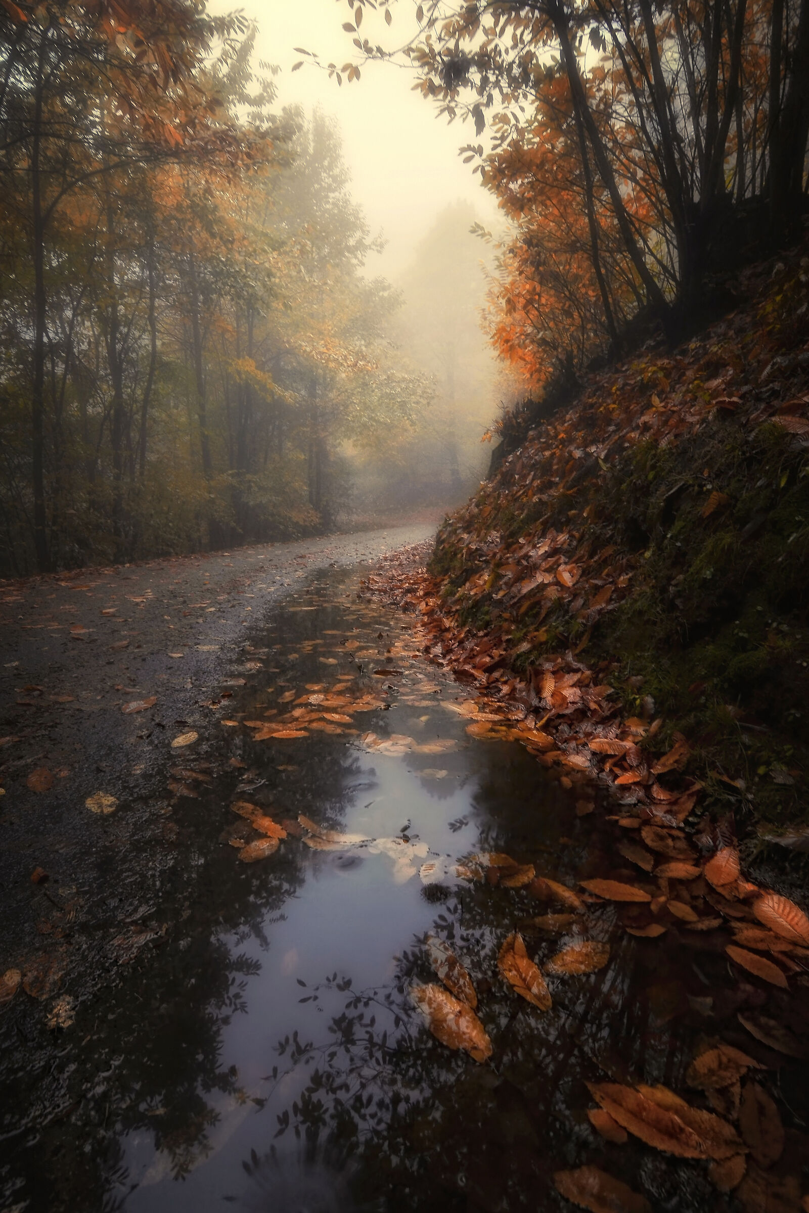 The puddle