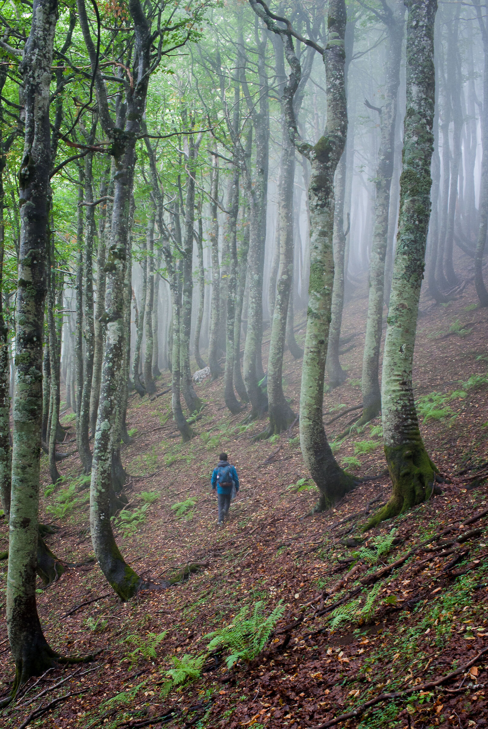 Autumn fog