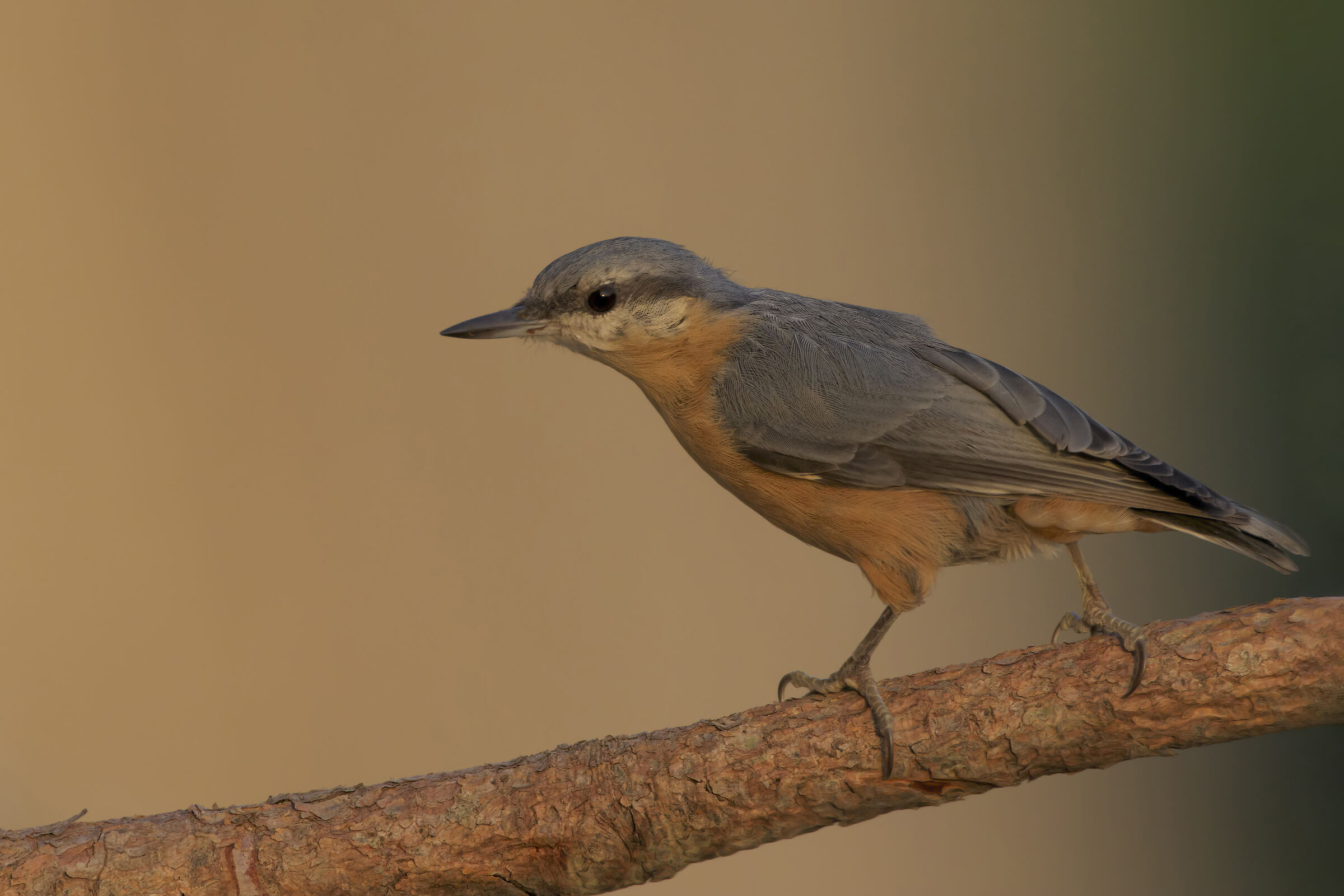 Wood nuthatch