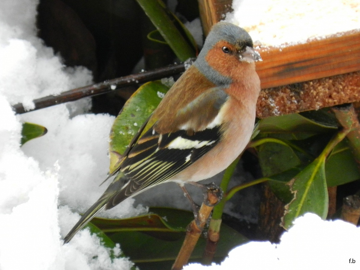 male chaffinch