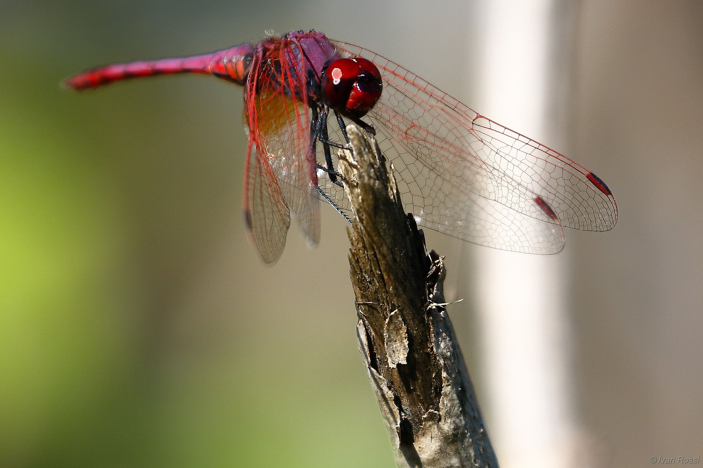 Trithemis annulata