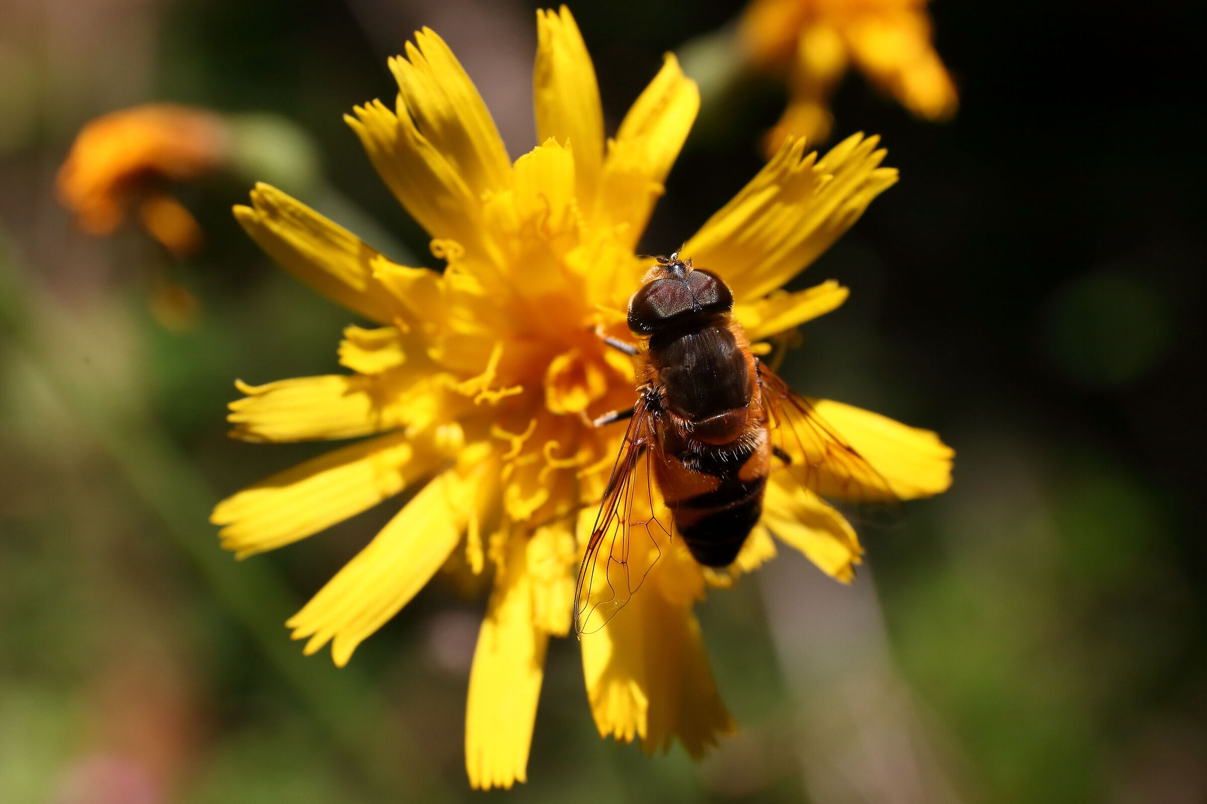 Dandelion with guest
