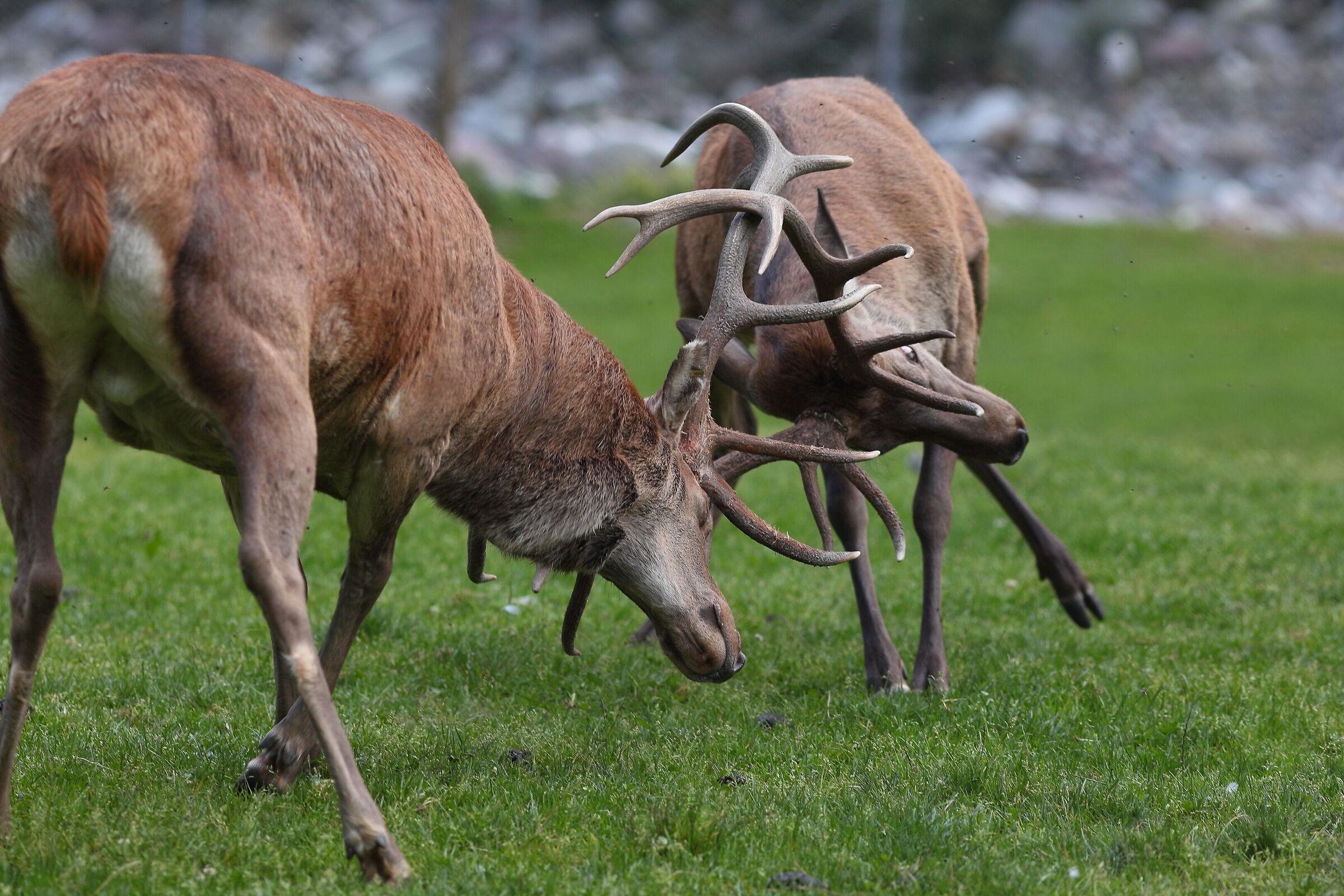 Fight between deer