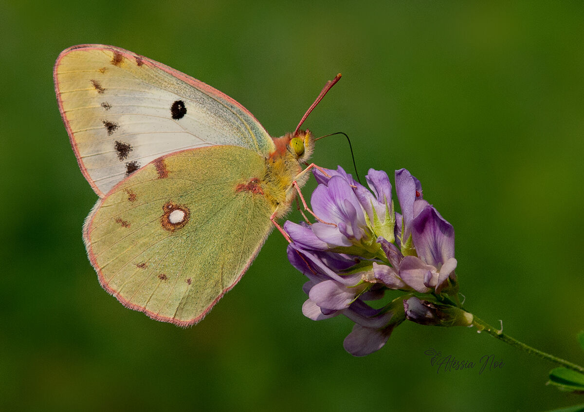 Colias crocea femmina