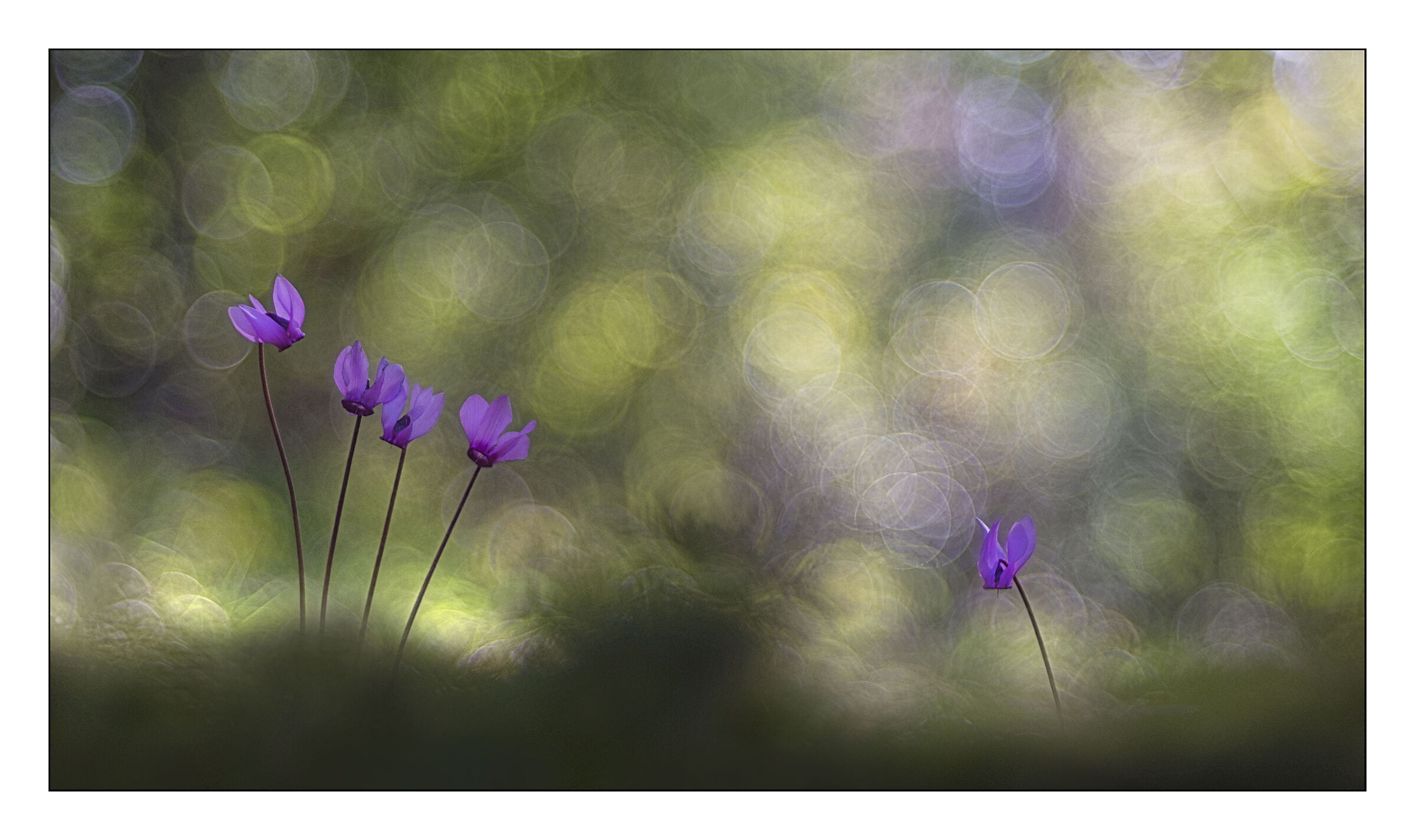 lights and shadows in the woods