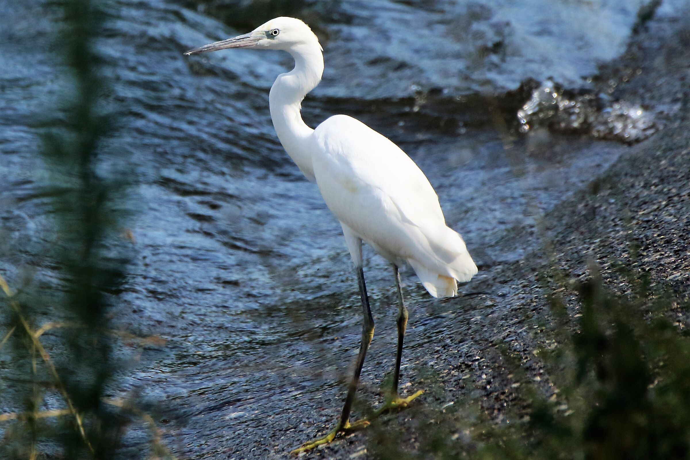 Egret