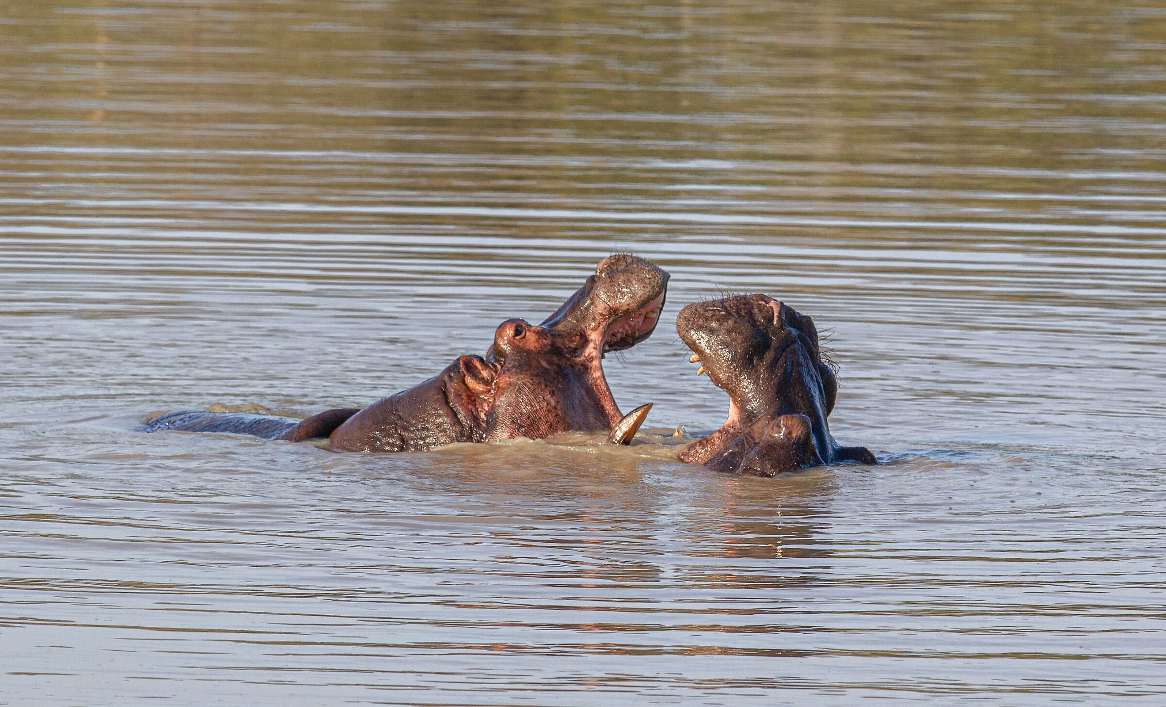 Che bocca grande che hai...