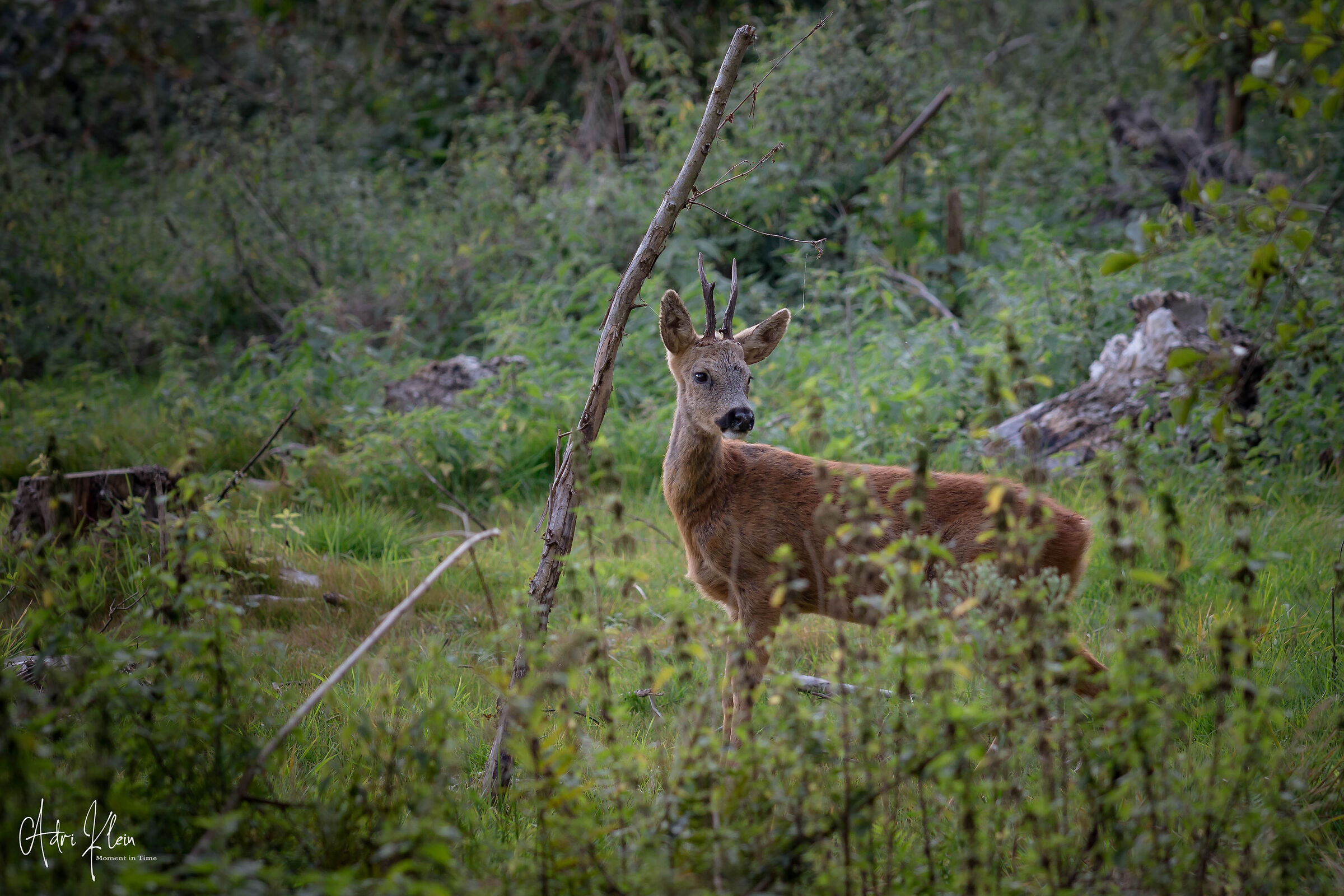 Roe male