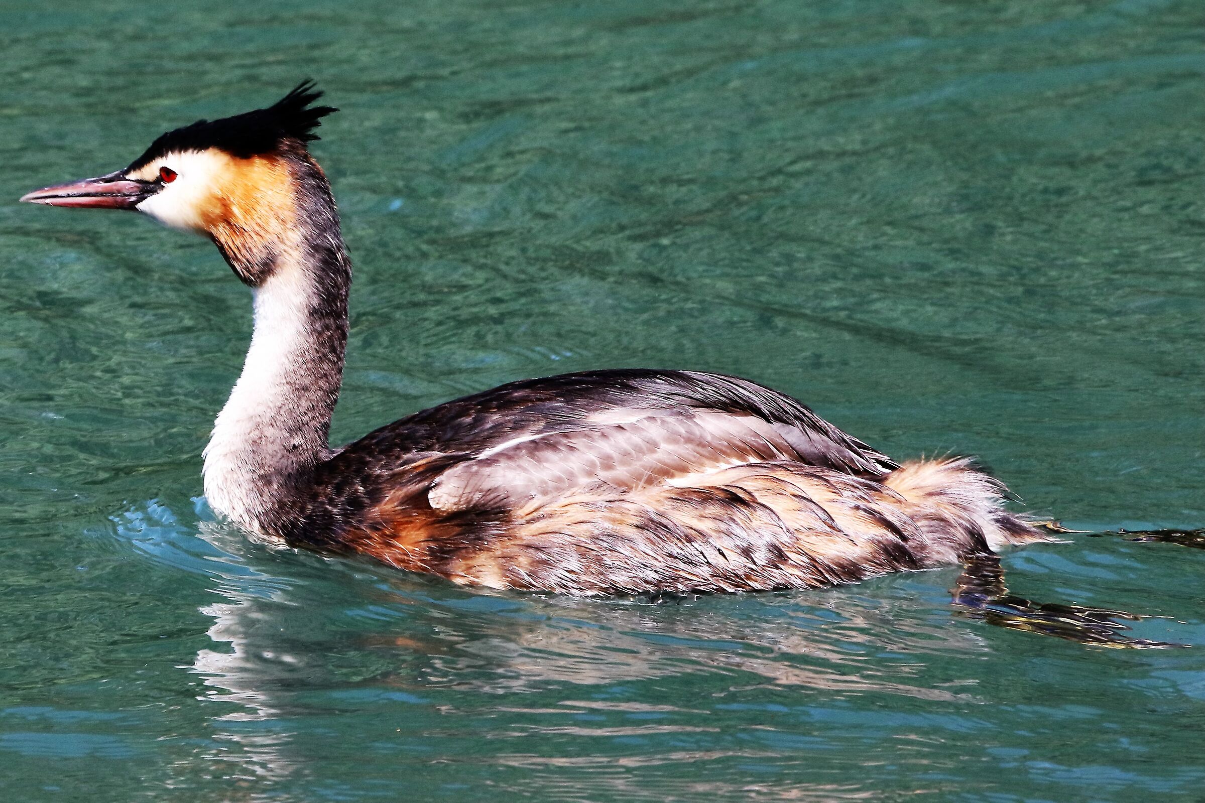 Grebe
