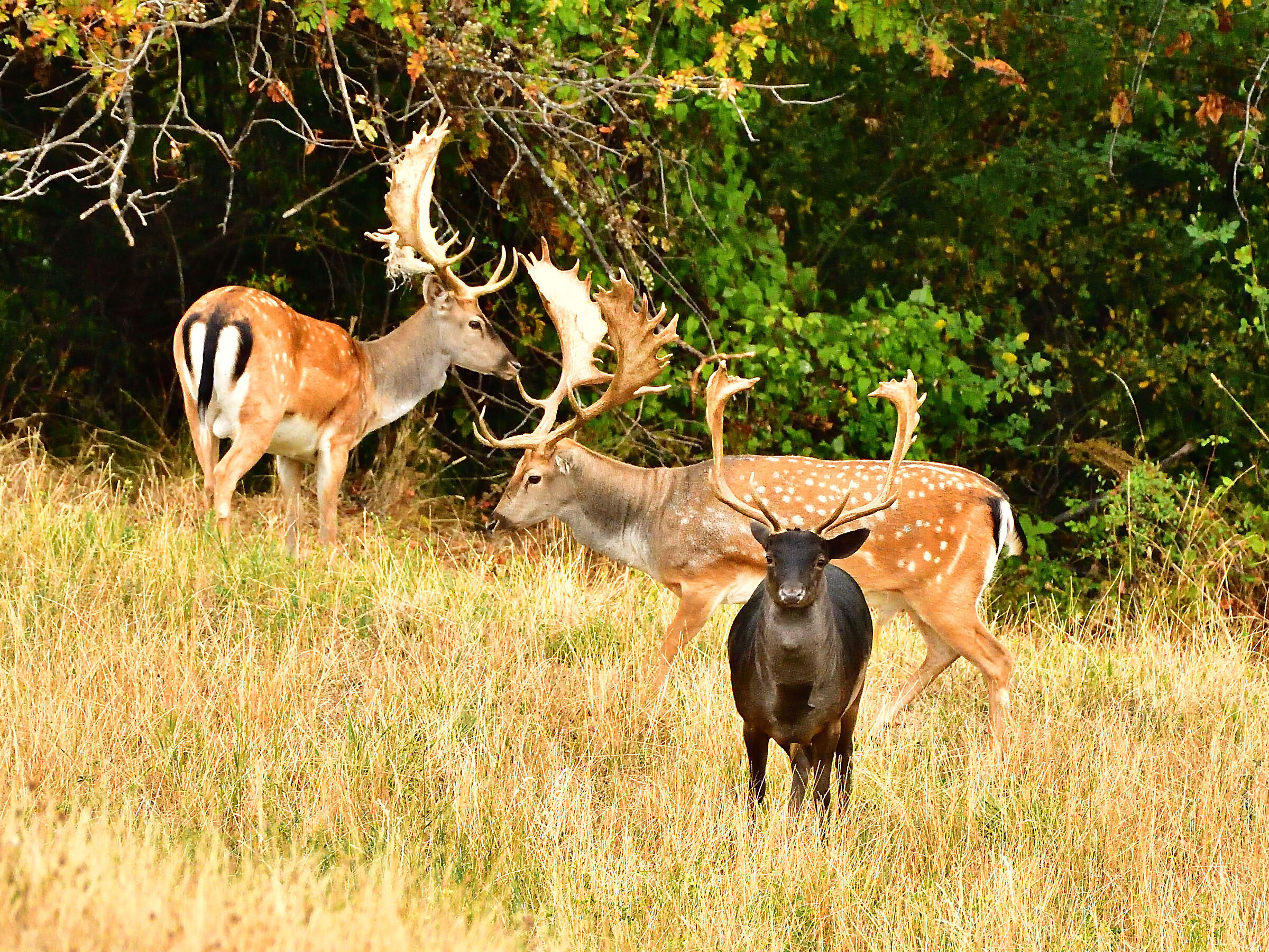 Noble deer silhouette