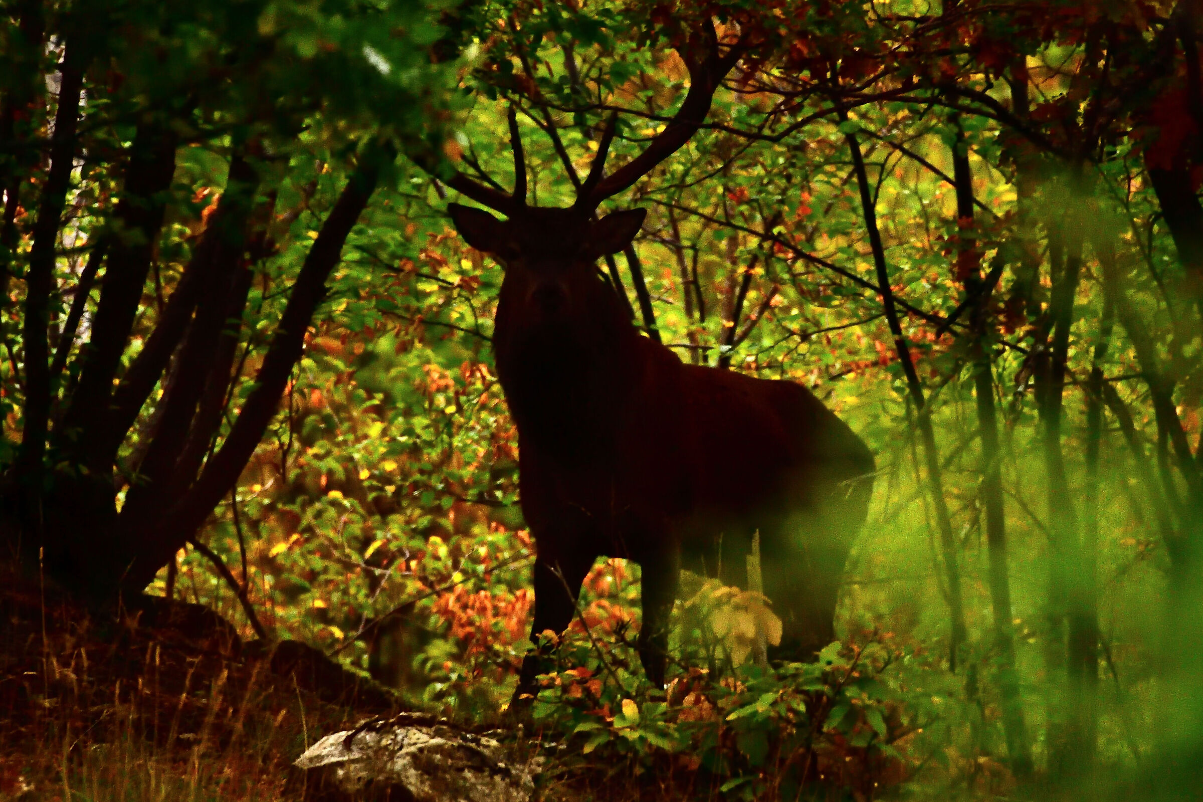 The silhouette in the thick