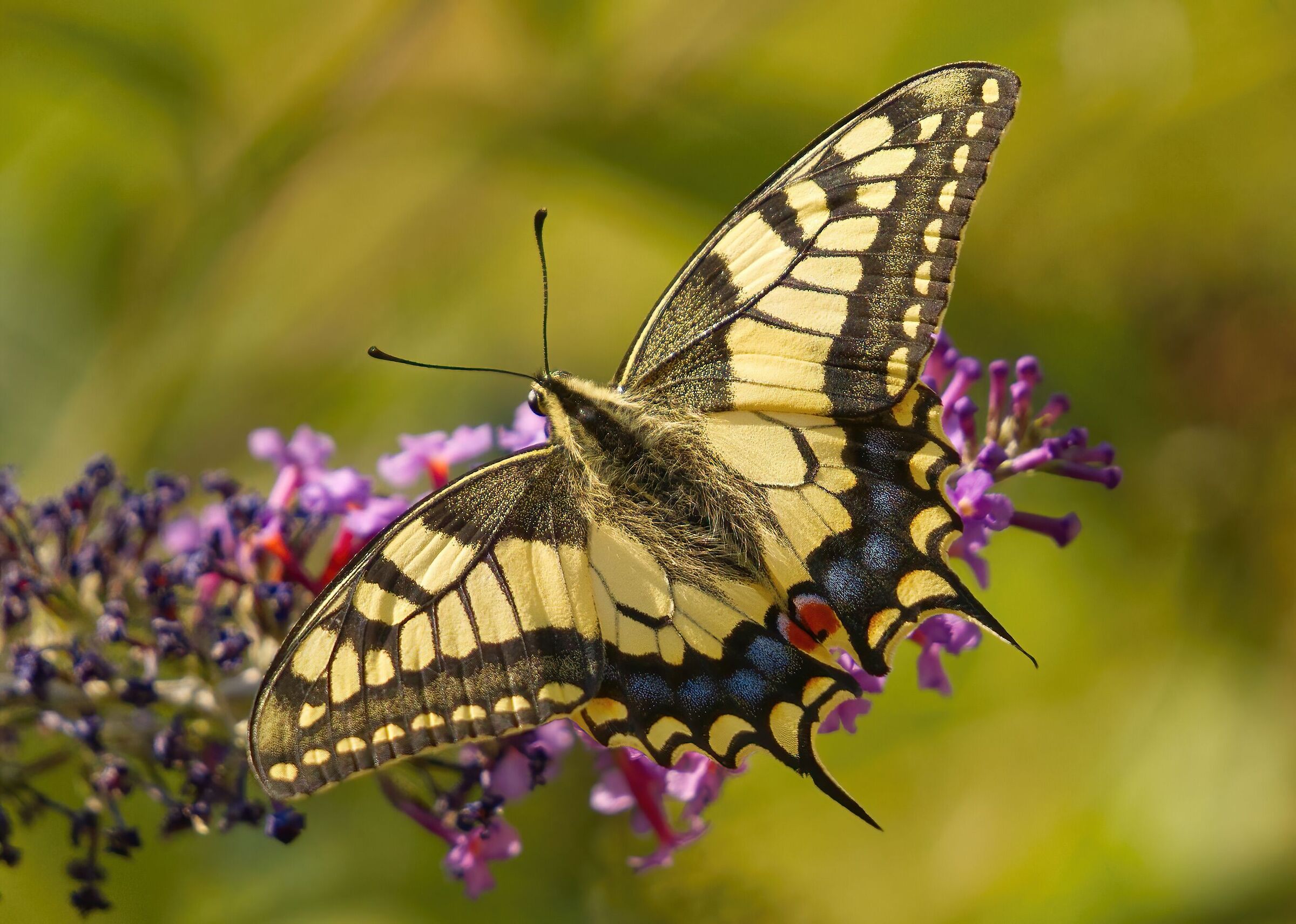 Sono io la più bella