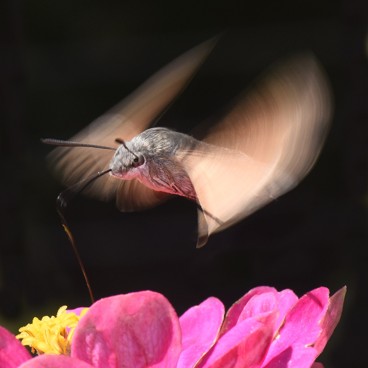 sphinx on zinnia