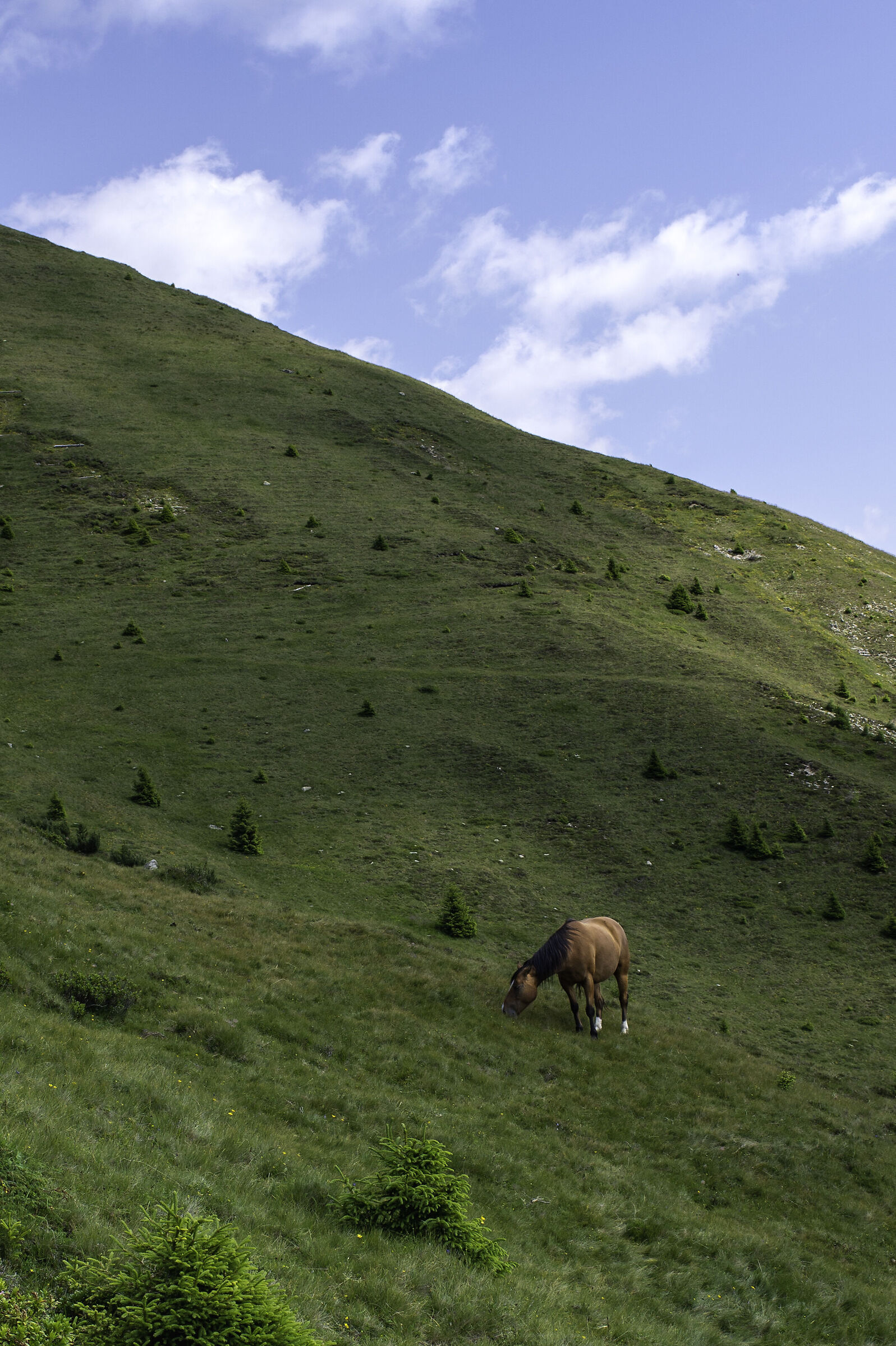Cavallo Haflinger - Merano 2000