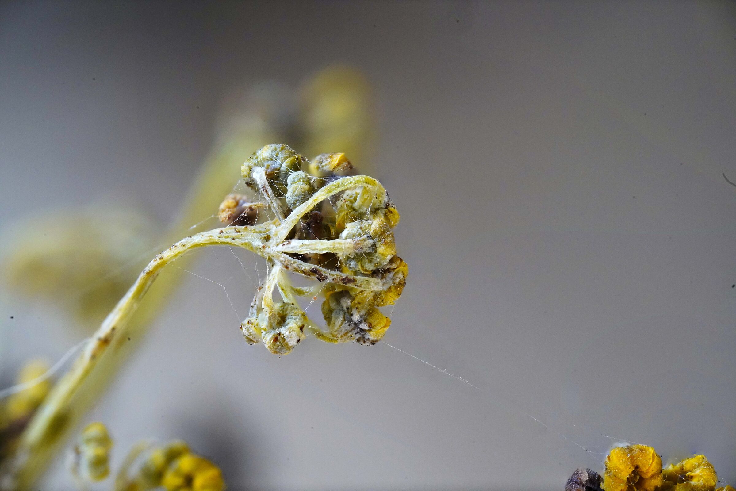 Wild fennel