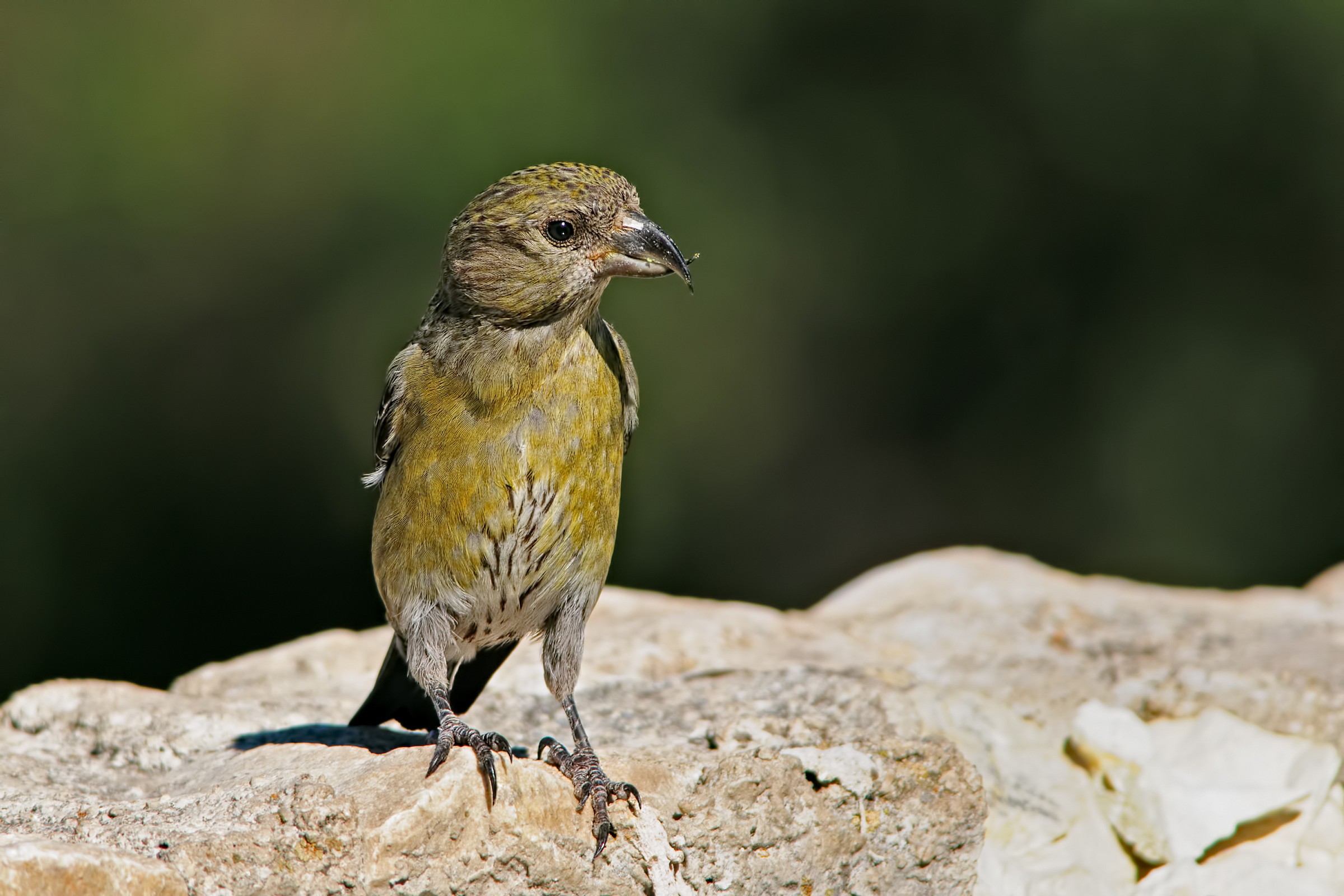 Crossbill (Loxia curvirostra)