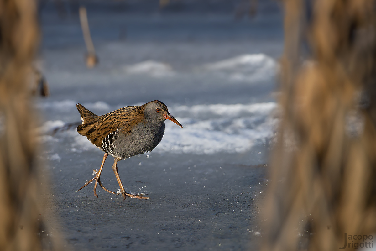 Porciglione invernale