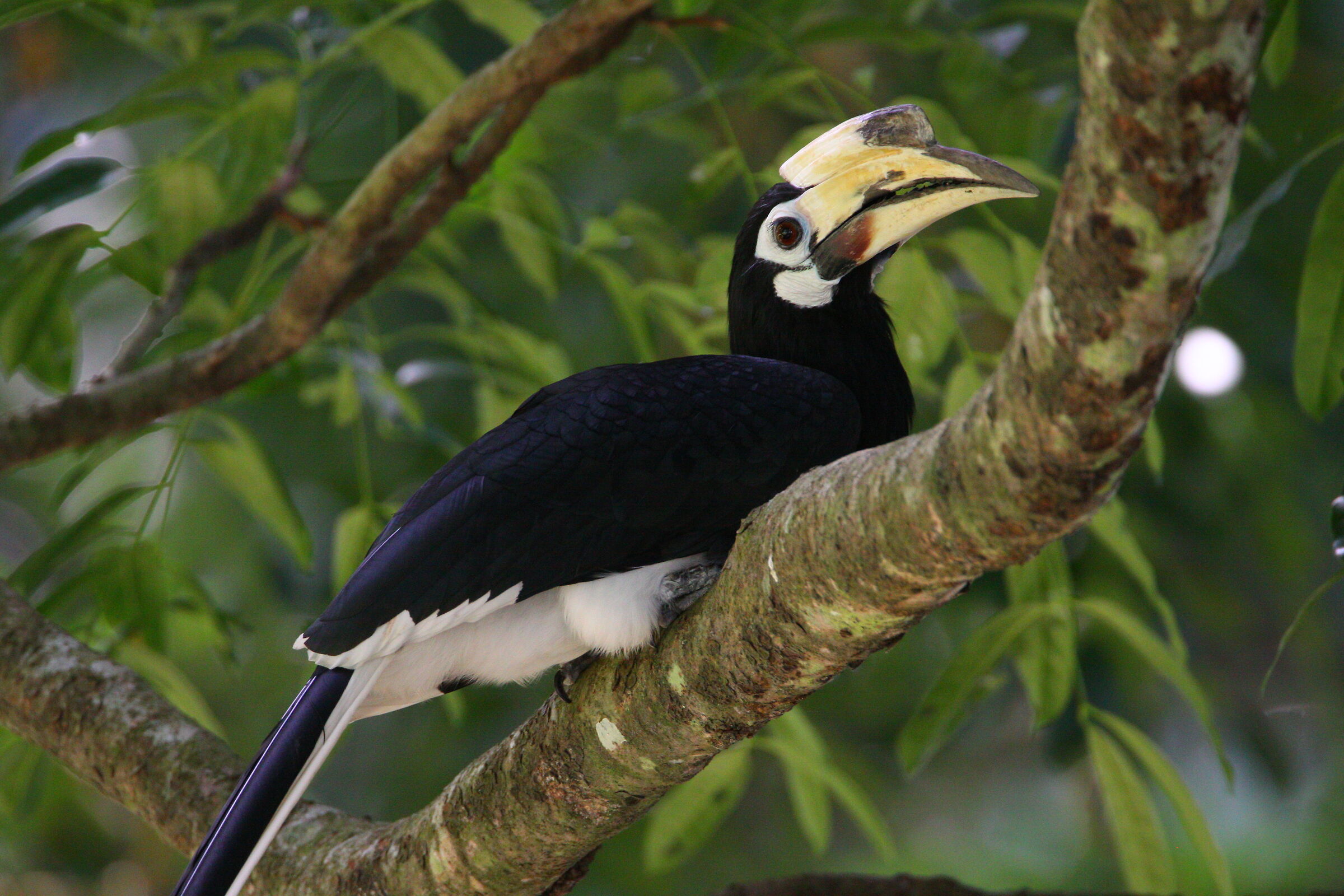 Hornbill