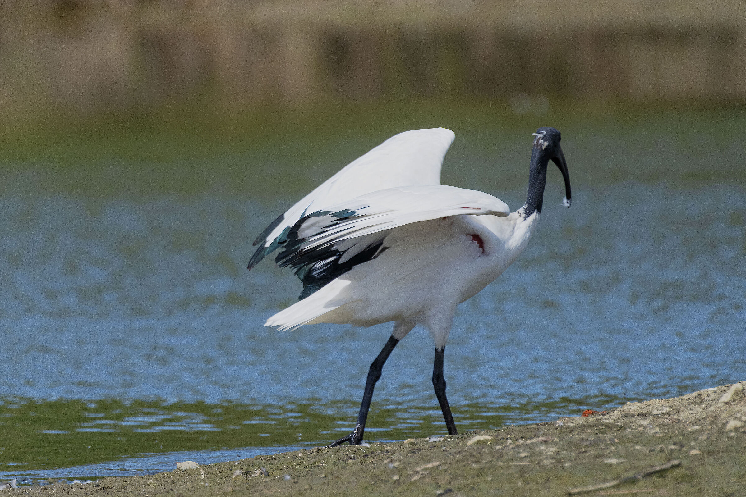 Here comes the Sacred Ibis
