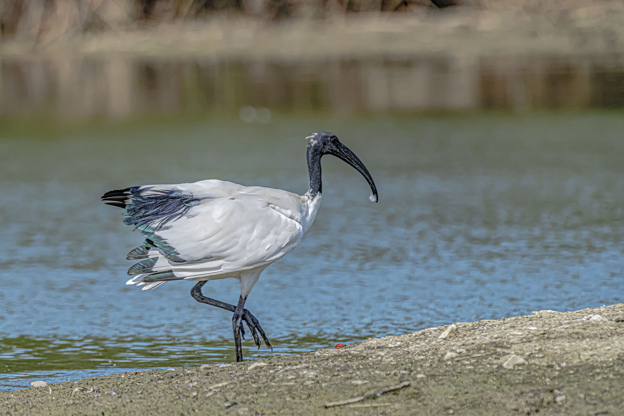 Sacred Ibis